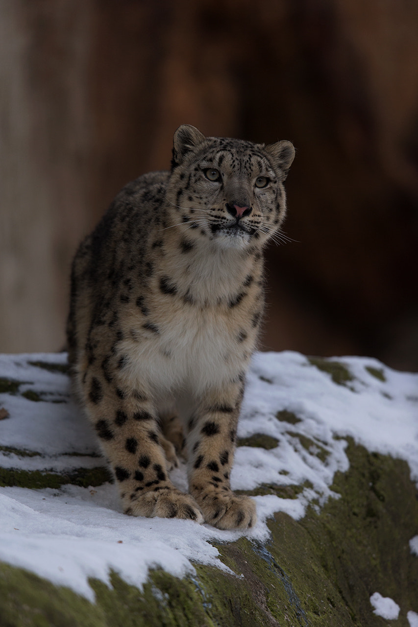 Canon EF 600mm F4L IS II USM sample photo. Big cat photography