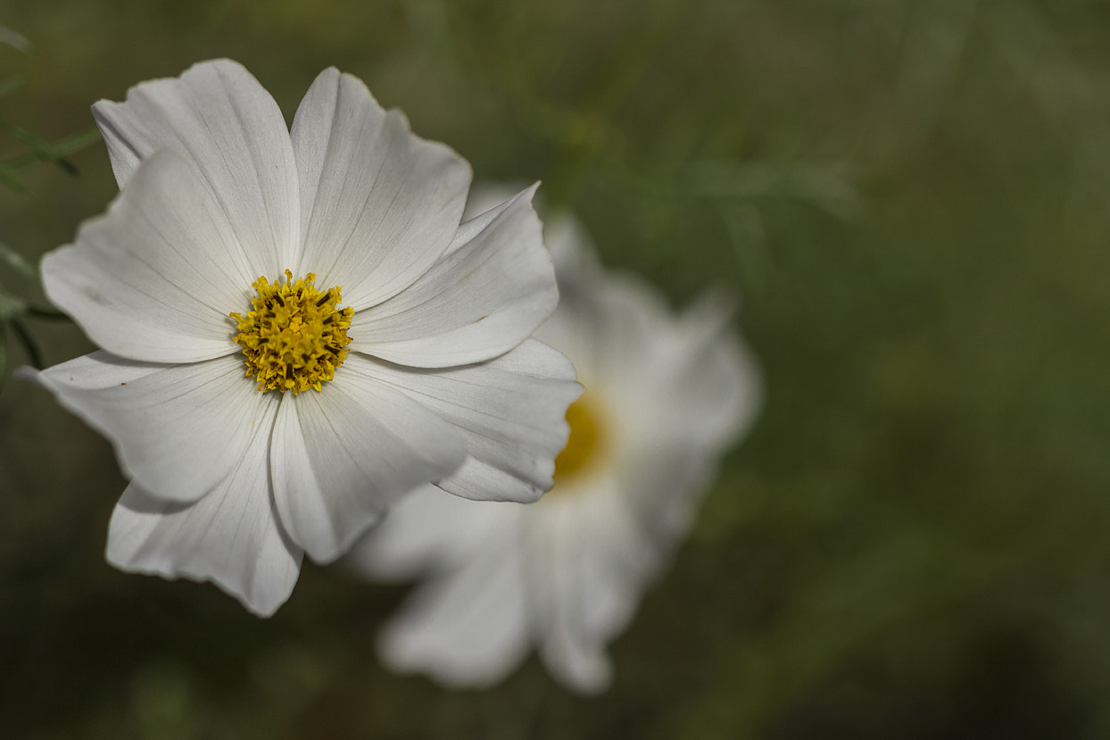 Canon EF 100mm F2.8 Macro USM sample photo. Cosmos photography