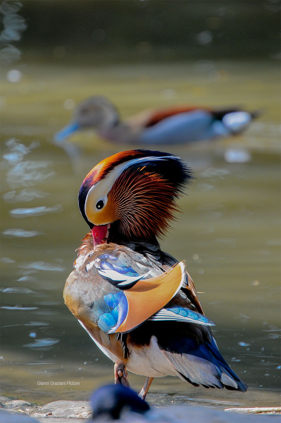 Nikon D300 sample photo. Mandarina fb ad photography