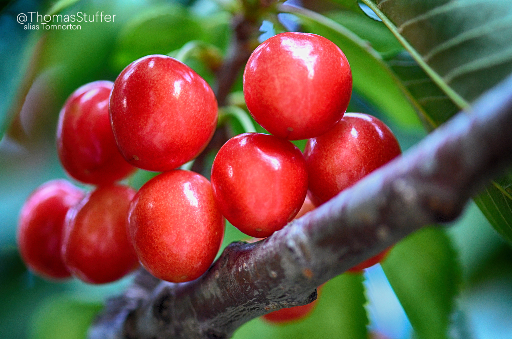 Nikon D7000 sample photo. Cherries photography