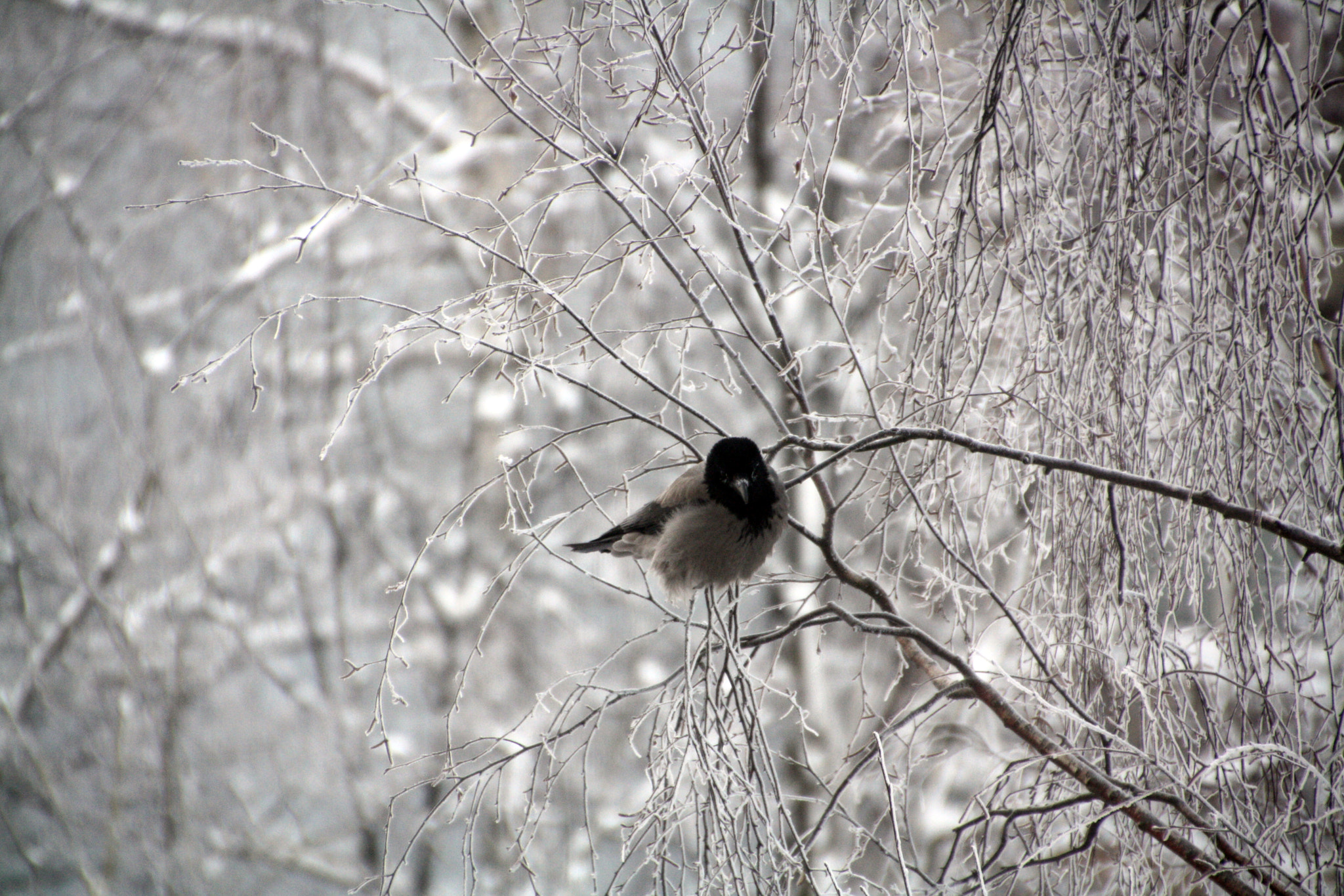 Canon EOS 1000D (EOS Digital Rebel XS / EOS Kiss F) sample photo. Birdy in the cold photography