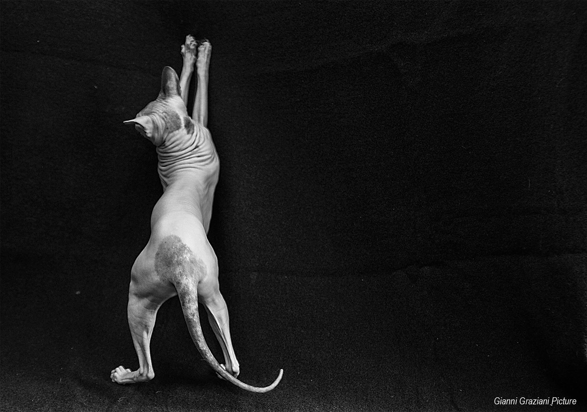 Nikon D300 sample photo. Sphynx stampa fb ad photography