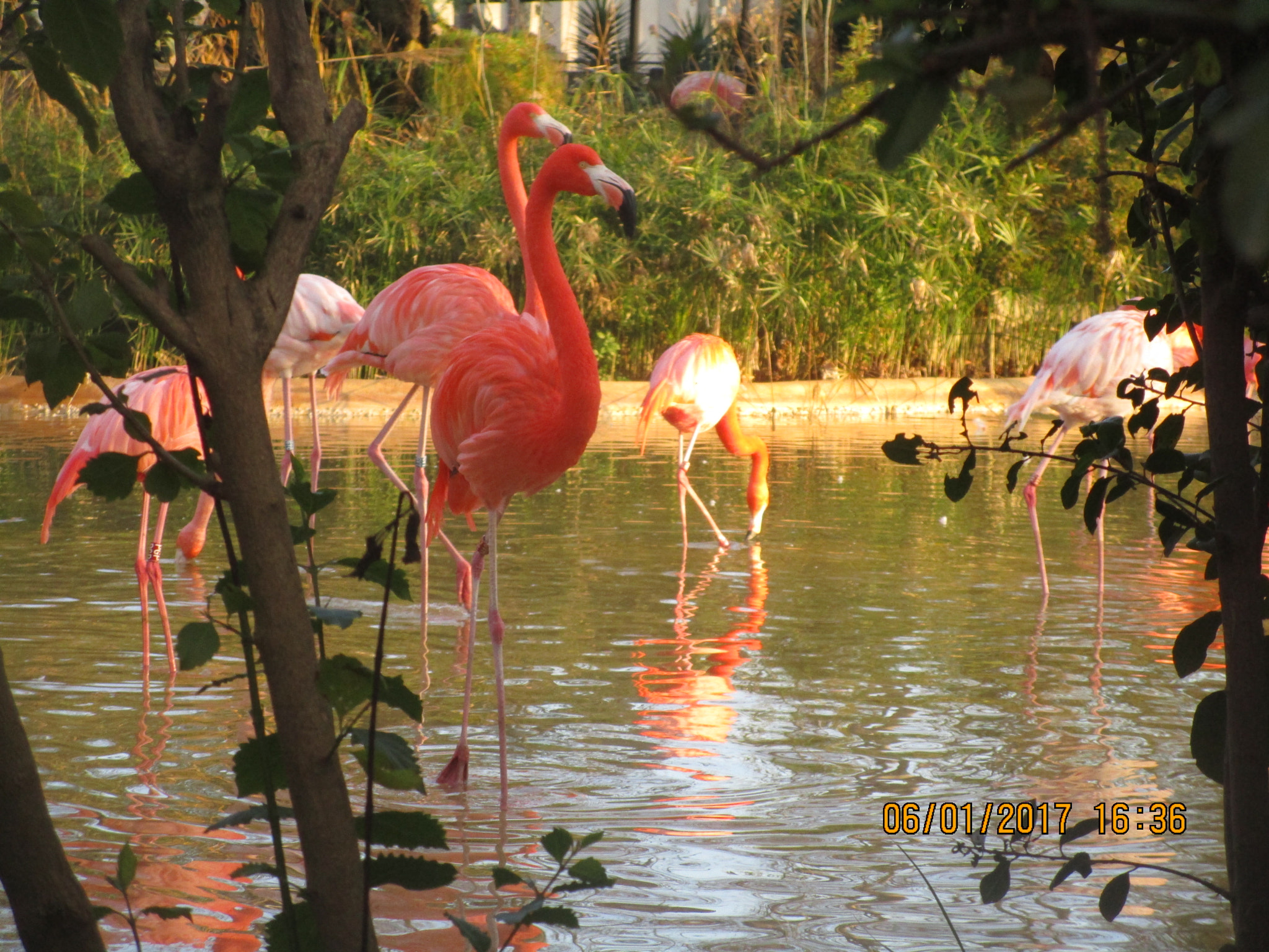 Canon PowerShot ELPH 150 IS (IXUS 155 / IXY 140) sample photo. Flamingo photography