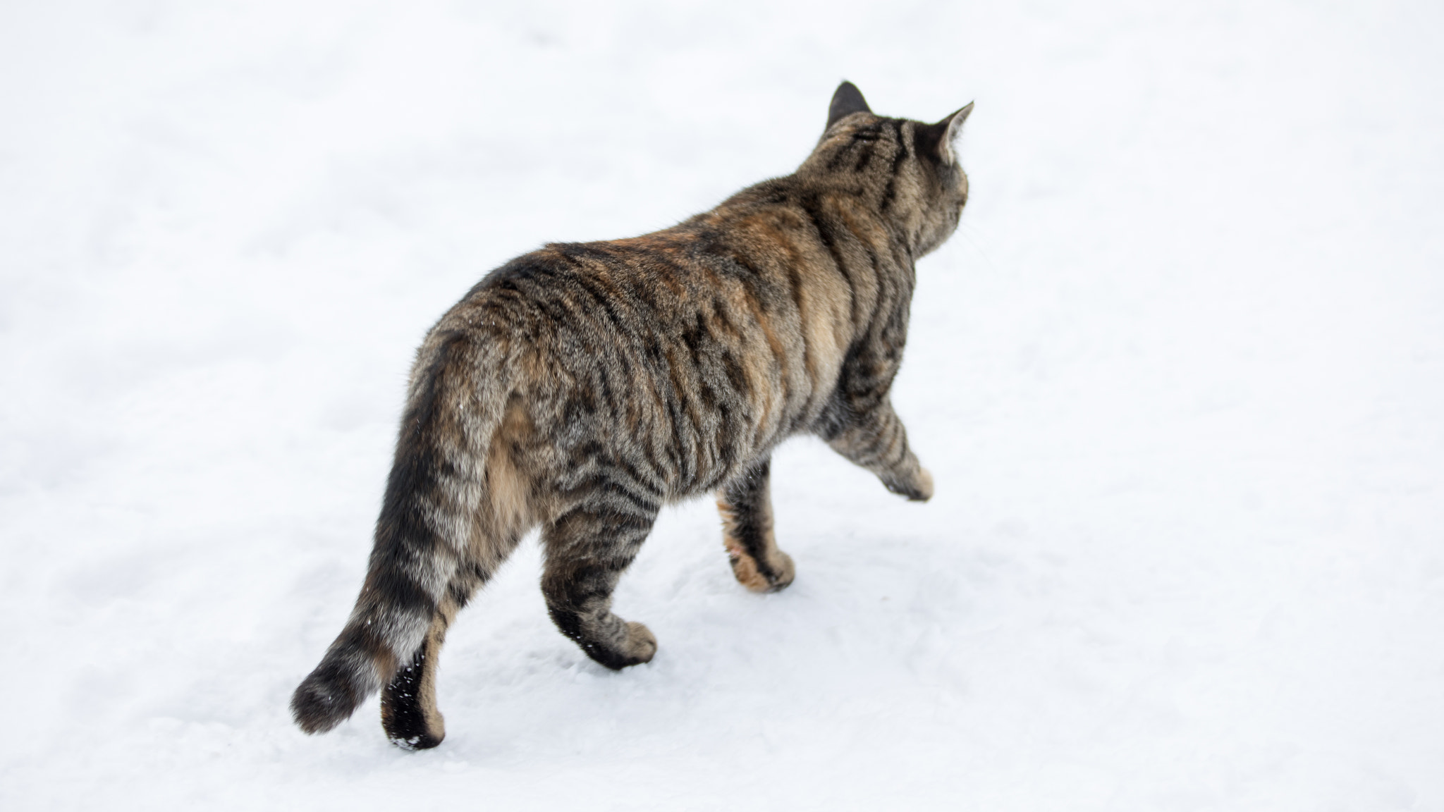 Canon EF 70-200mm F2.8L IS II USM sample photo. Snowcat iii photography