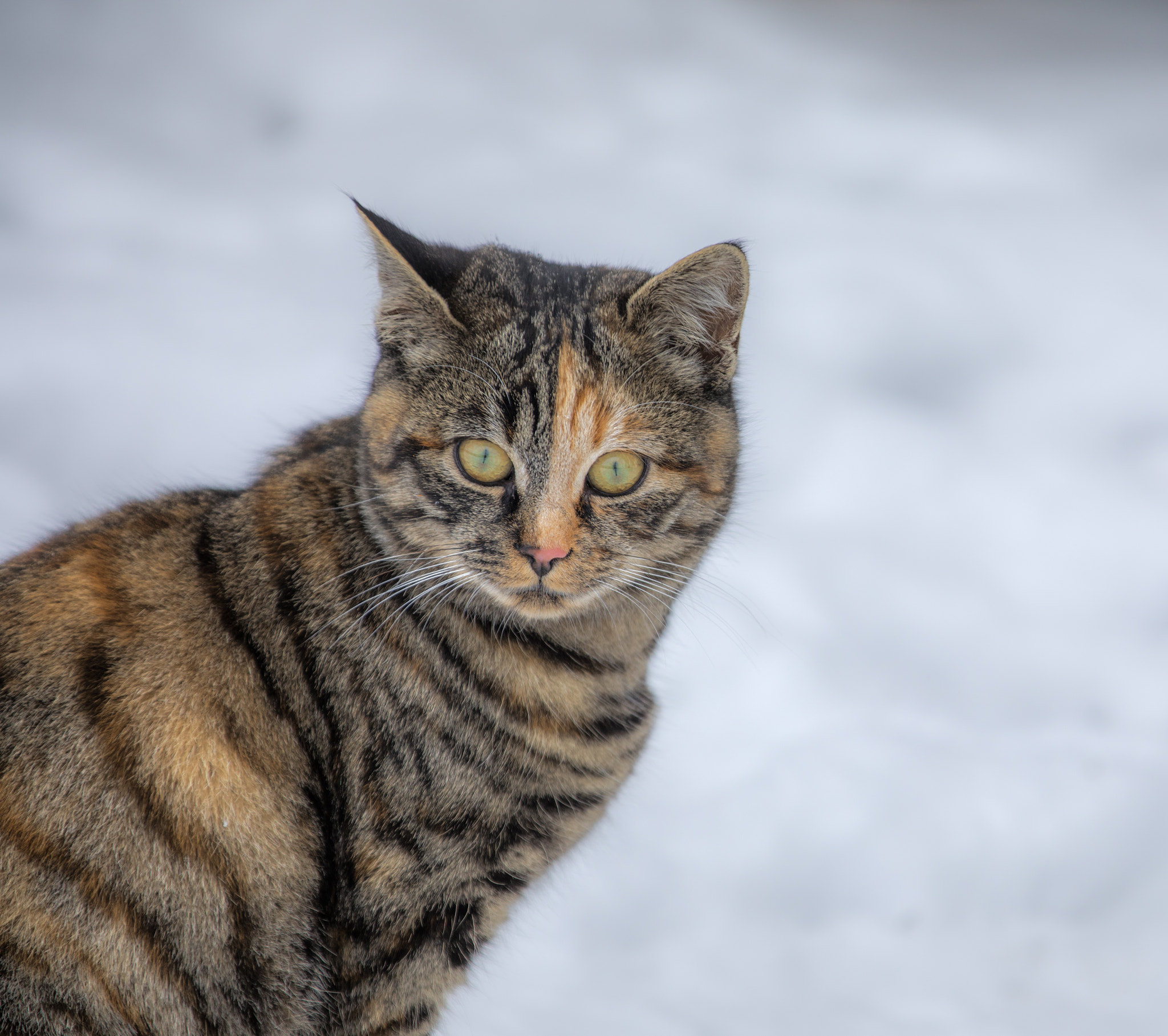 Canon EOS 5D Mark IV + Canon EF 70-200mm F2.8L IS II USM sample photo. Snowcat ii photography