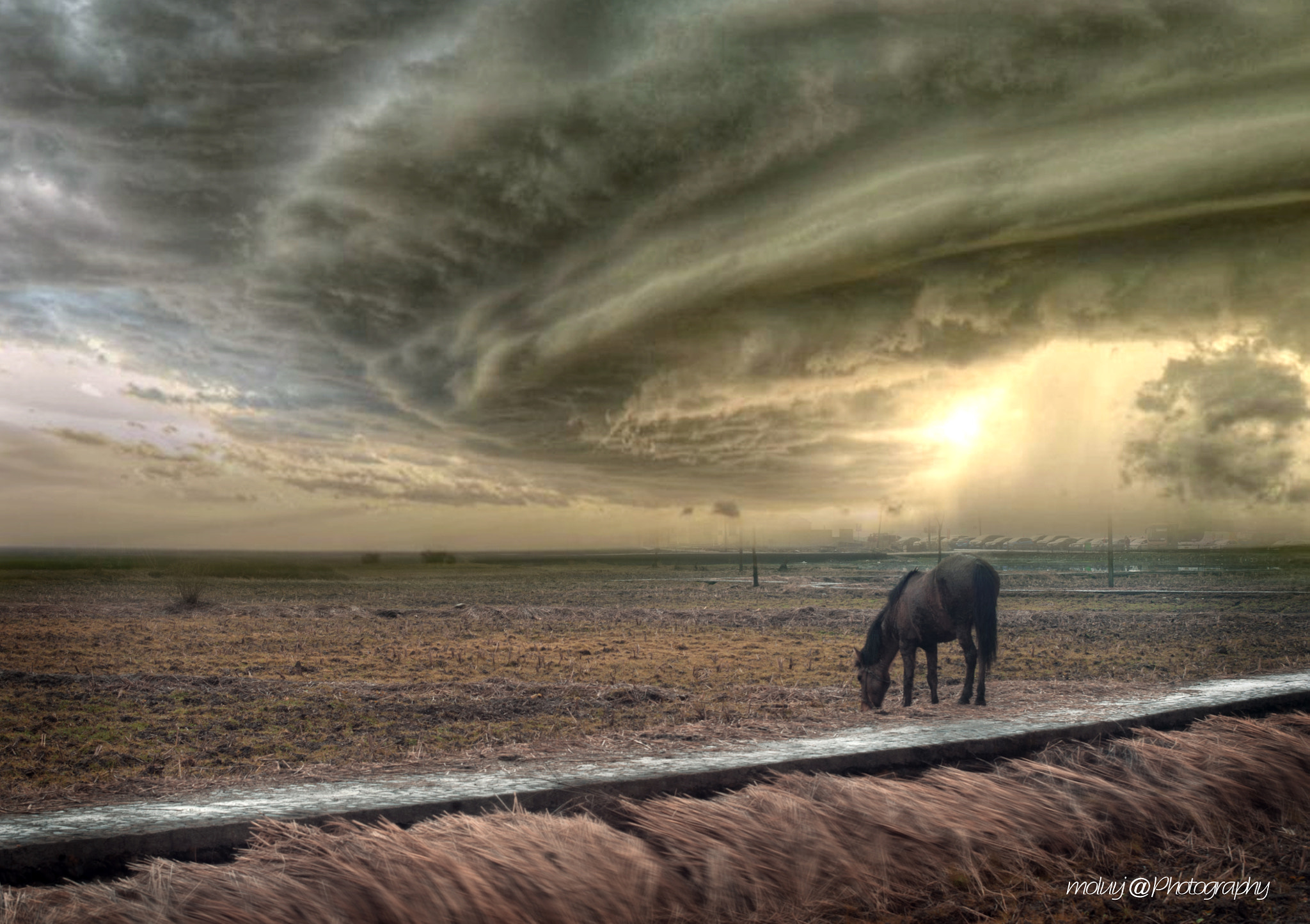 Sigma 70-200mm F2.8 EX DG Macro HSM II sample photo. Horse in storm ii photography