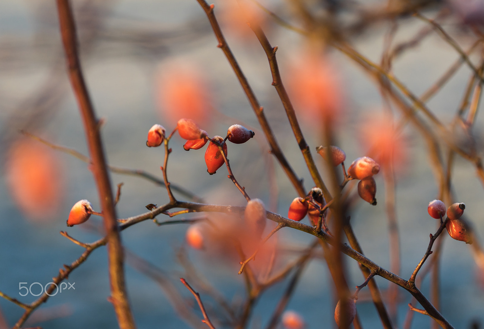 Sony a7R + Sony FE 70-200mm F4 G OSS sample photo. Rosehip in winter photography