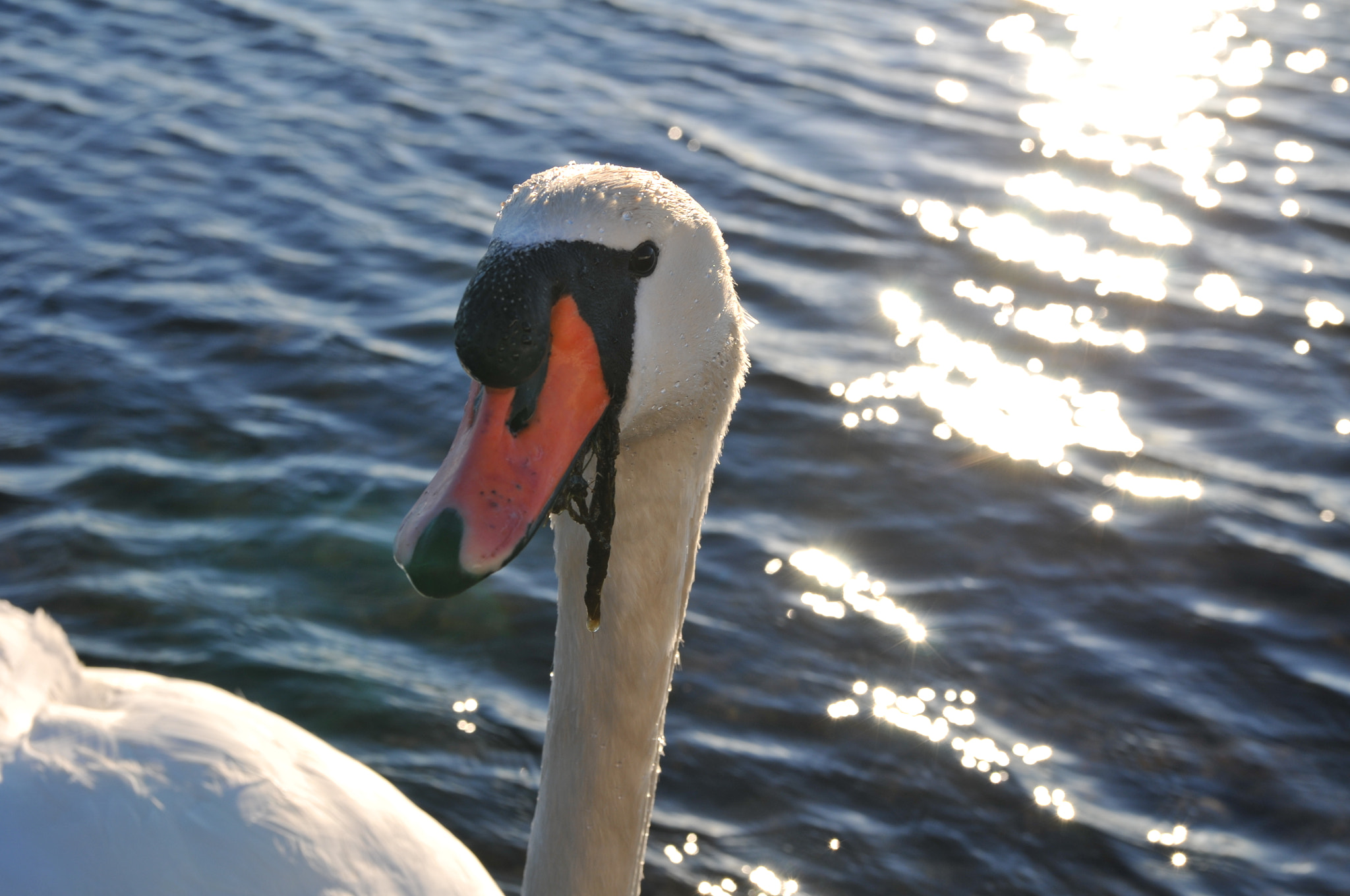 Nikon D300 + Sigma 18-50mm F2.8 EX DC Macro sample photo. Her majesty, the swan. photography