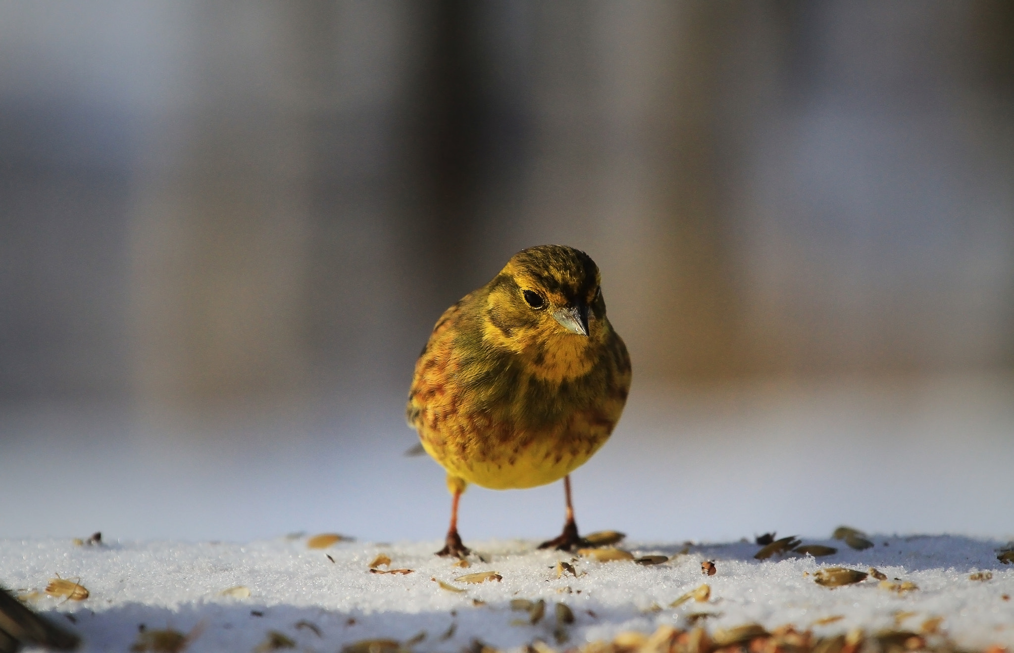 Canon EF 70-200mm F4L USM sample photo. Yellowhammer photography