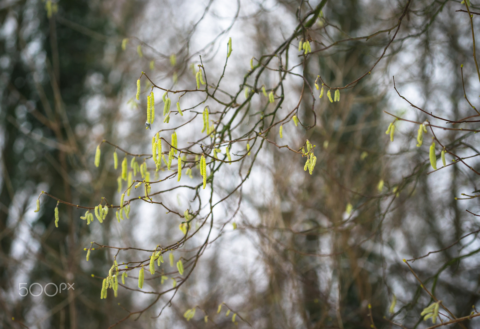 Sony a7R + Sony FE 70-200mm F4 G OSS sample photo. First sign of spring photography