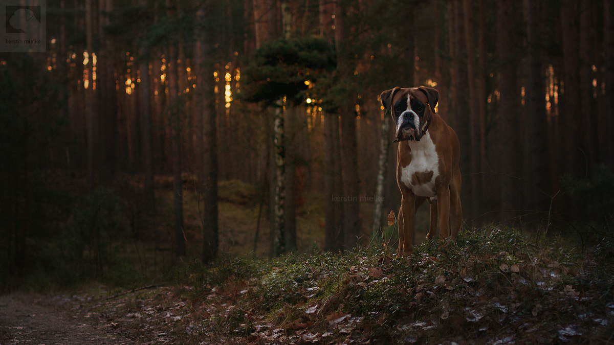 Sigma 50mm F1.4 EX DG HSM sample photo. In the darkness photography