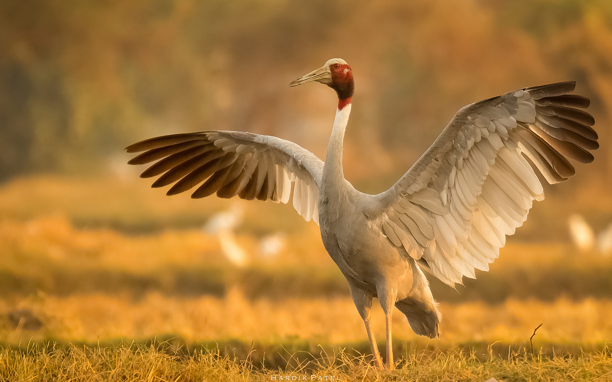 Nikon D5 sample photo. Sarus crane photography