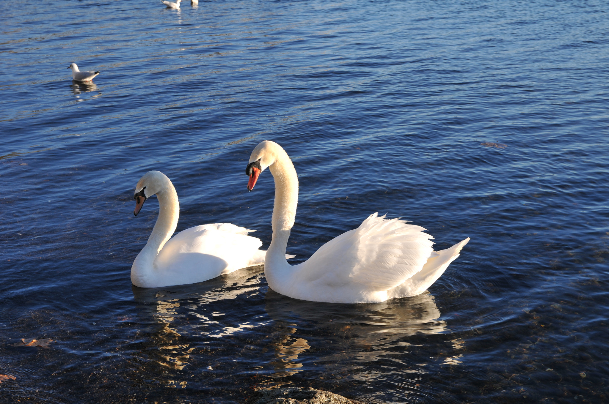 Nikon D300 + Sigma 18-50mm F2.8 EX DC Macro sample photo. Two swan's photography