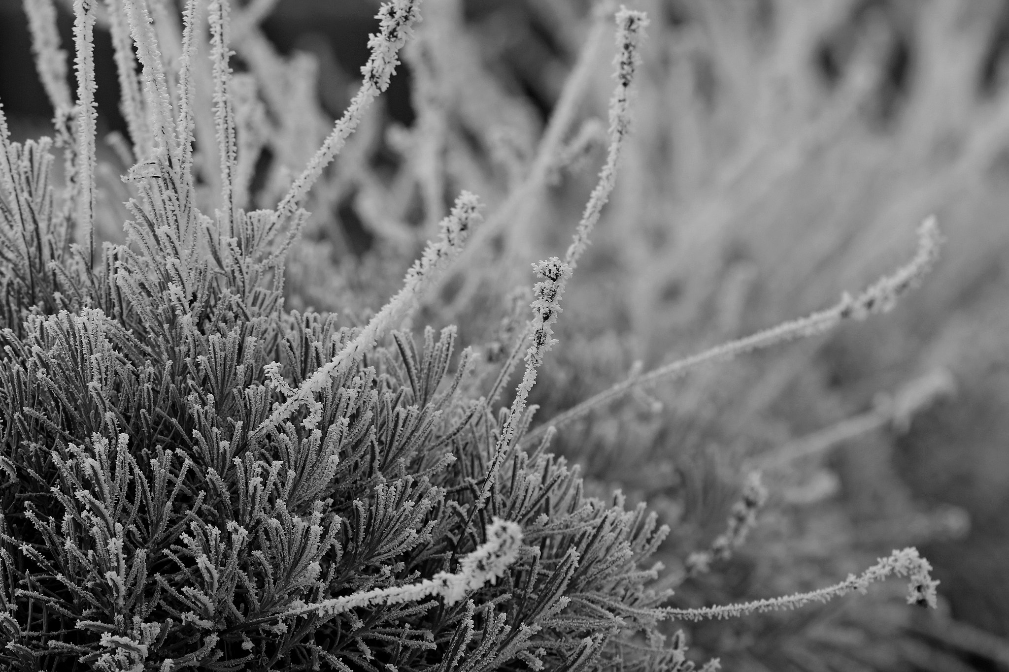 Canon EF 300mm F4L IS USM sample photo. Summer flowers in winter photography