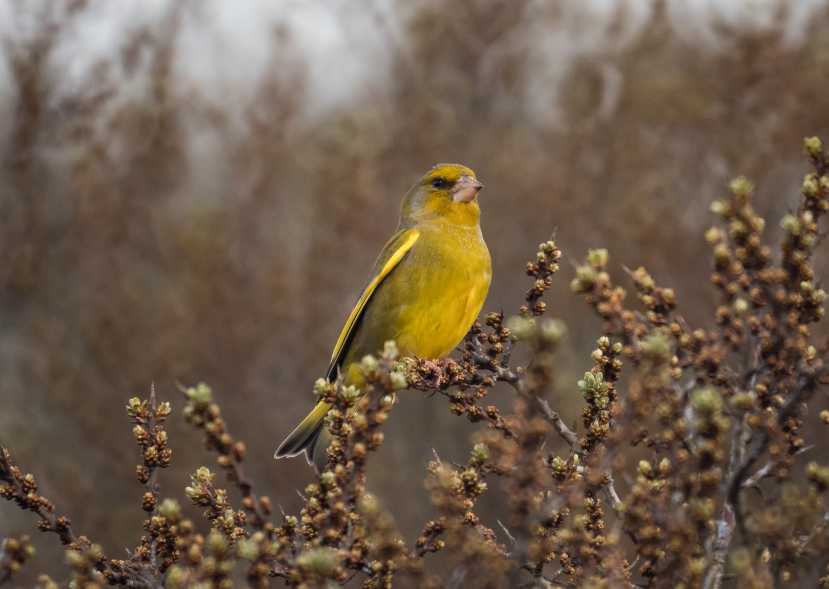Sony a6300 + Sony 500mm F8 Reflex sample photo. Greenfinch, spring 2016 photography