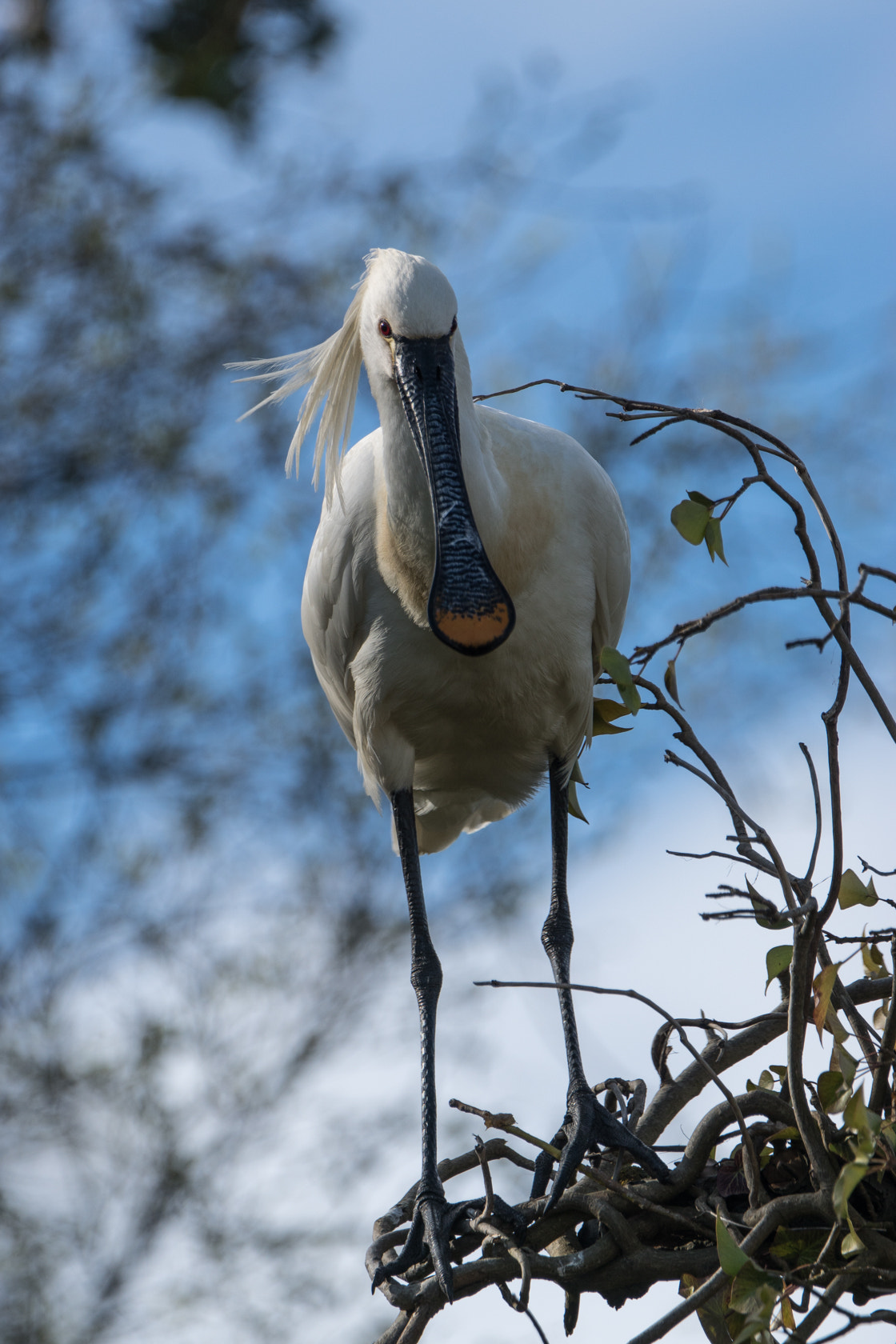 Sony 70-400mm F4-5.6 G SSM II sample photo. Eurasian spoonbill, spring 2016 photography