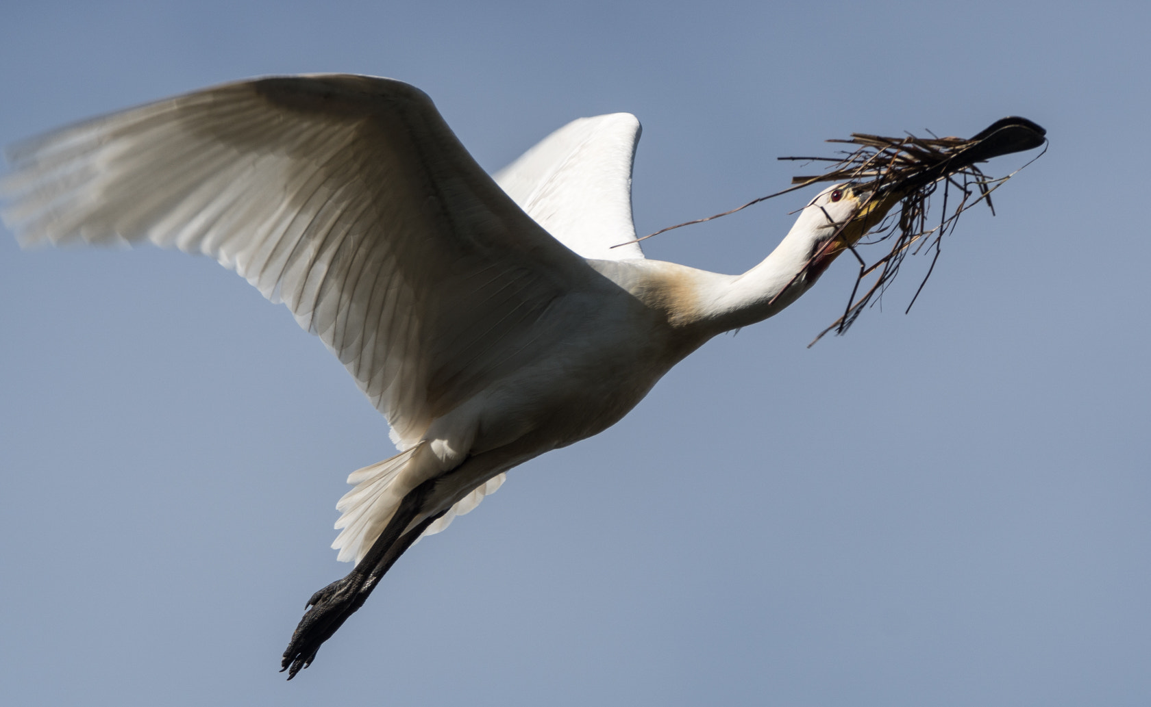 Sony ILCA-77M2 + Sony 70-400mm F4-5.6 G SSM II sample photo. Eurasian spoonbill, spring 2016 photography