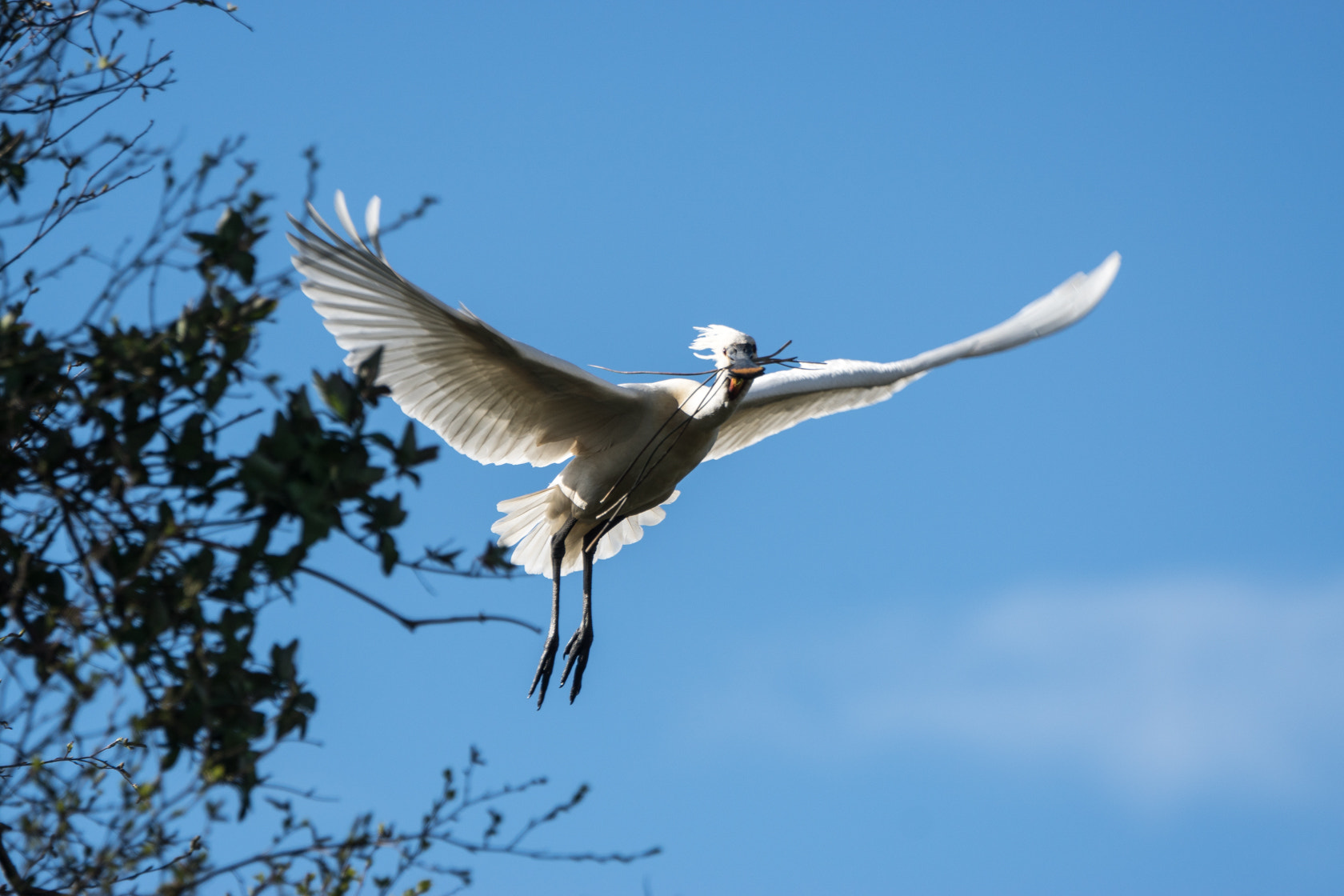 Sony 70-400mm F4-5.6 G SSM II sample photo. Eurasian spoonbill, spring 2016 photography