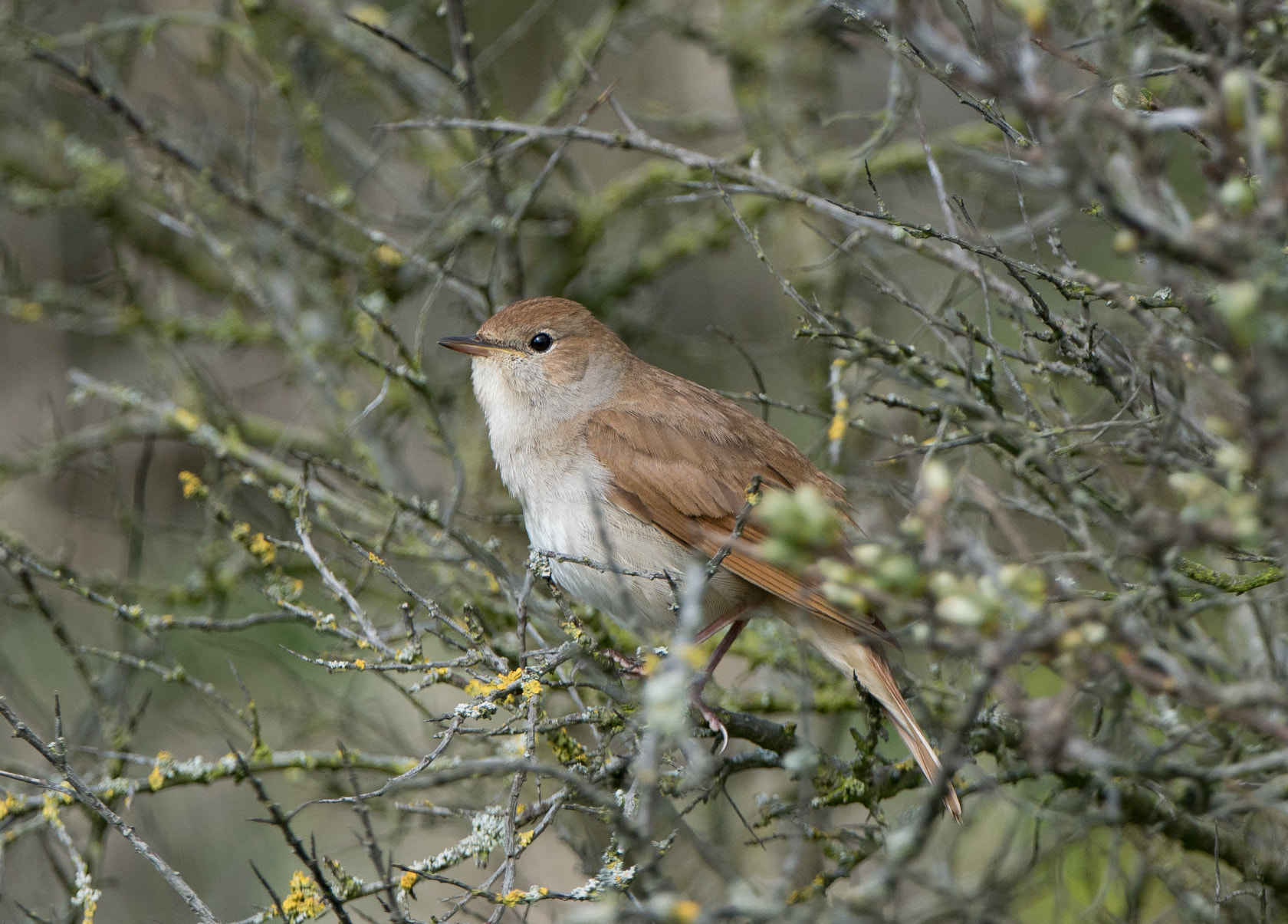 Sony 70-400mm F4-5.6 G SSM II sample photo. Rufous nightingale, spring 2016 photography
