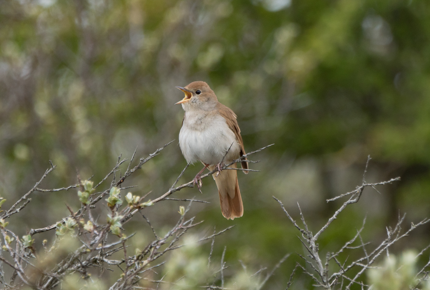 Sony ILCA-77M2 + Sony 70-400mm F4-5.6 G SSM II sample photo. Rufous nightingale, spring 2016 photography