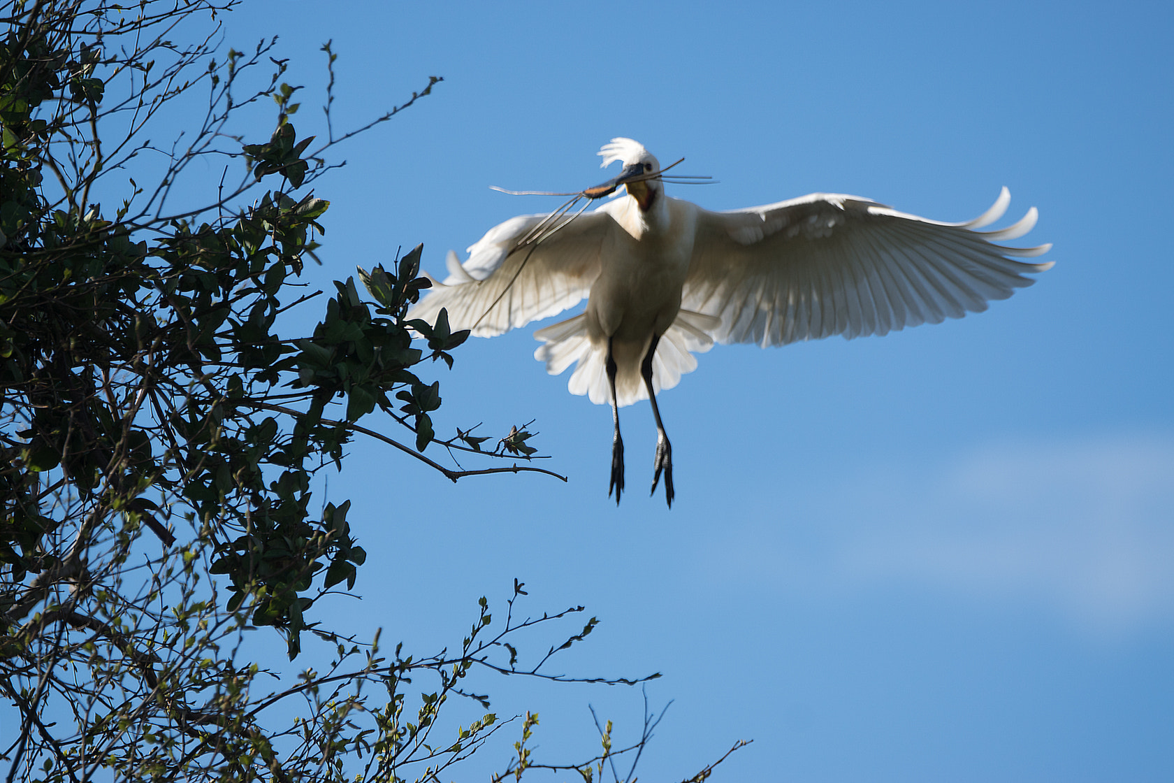 Sony 70-400mm F4-5.6 G SSM II sample photo. Eurasian spoonbill, spring 2016 photography