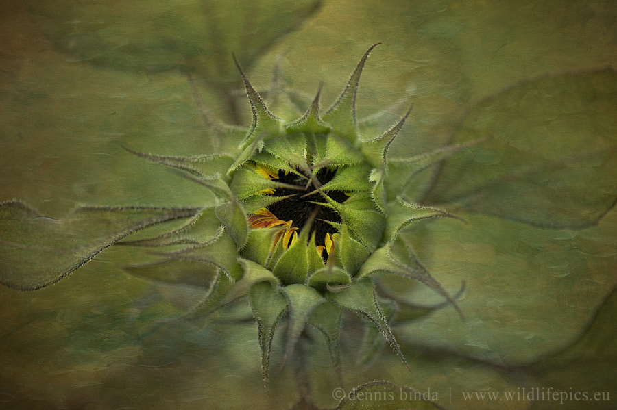 Nikon D3S sample photo. Sunflower awakening photography