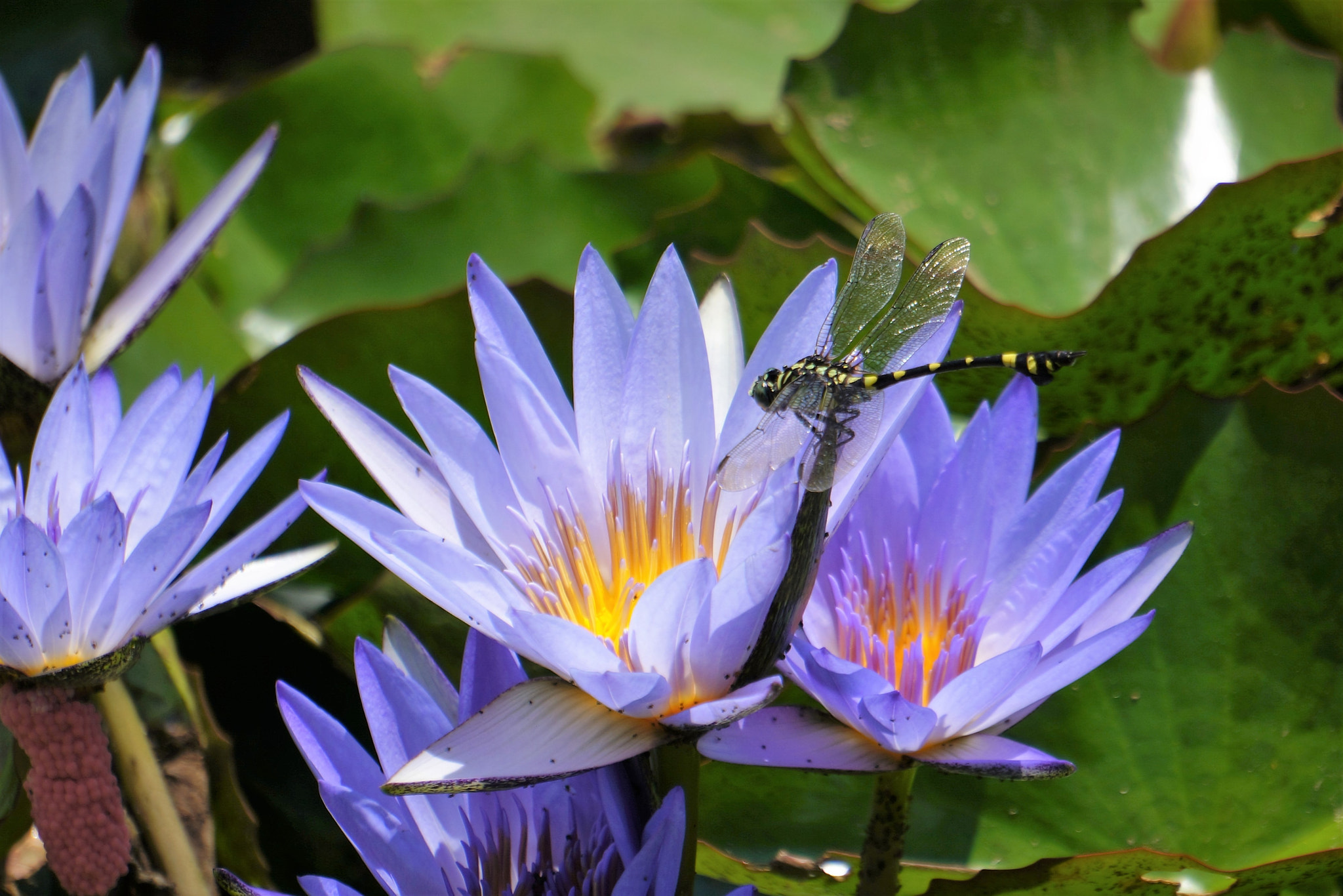 Sony E 55-210mm F4.5-6.3 OSS sample photo. Dragonfly photography