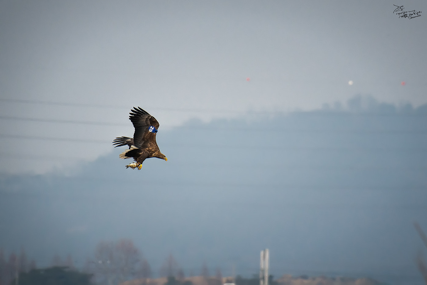 Nikon AF-S Nikkor 200-500mm F5.6E ED VR sample photo. White-tailed sea eagle photography