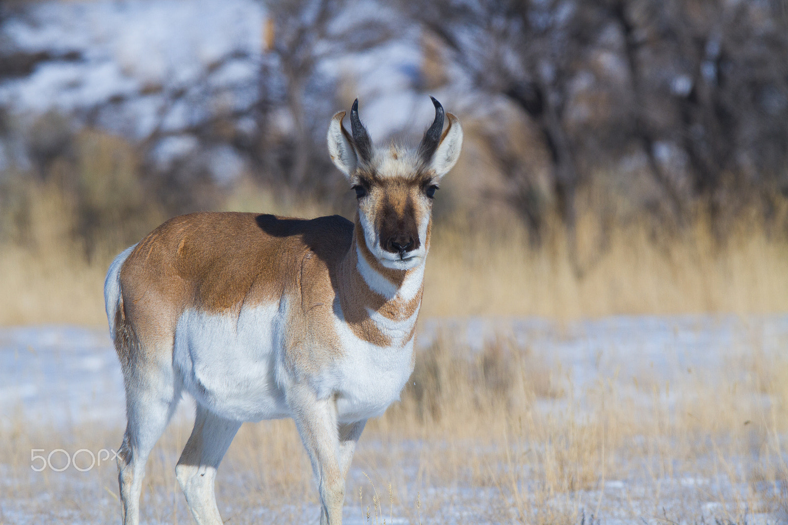 Canon EF 300mm F2.8L IS USM sample photo. Pronghorn photography