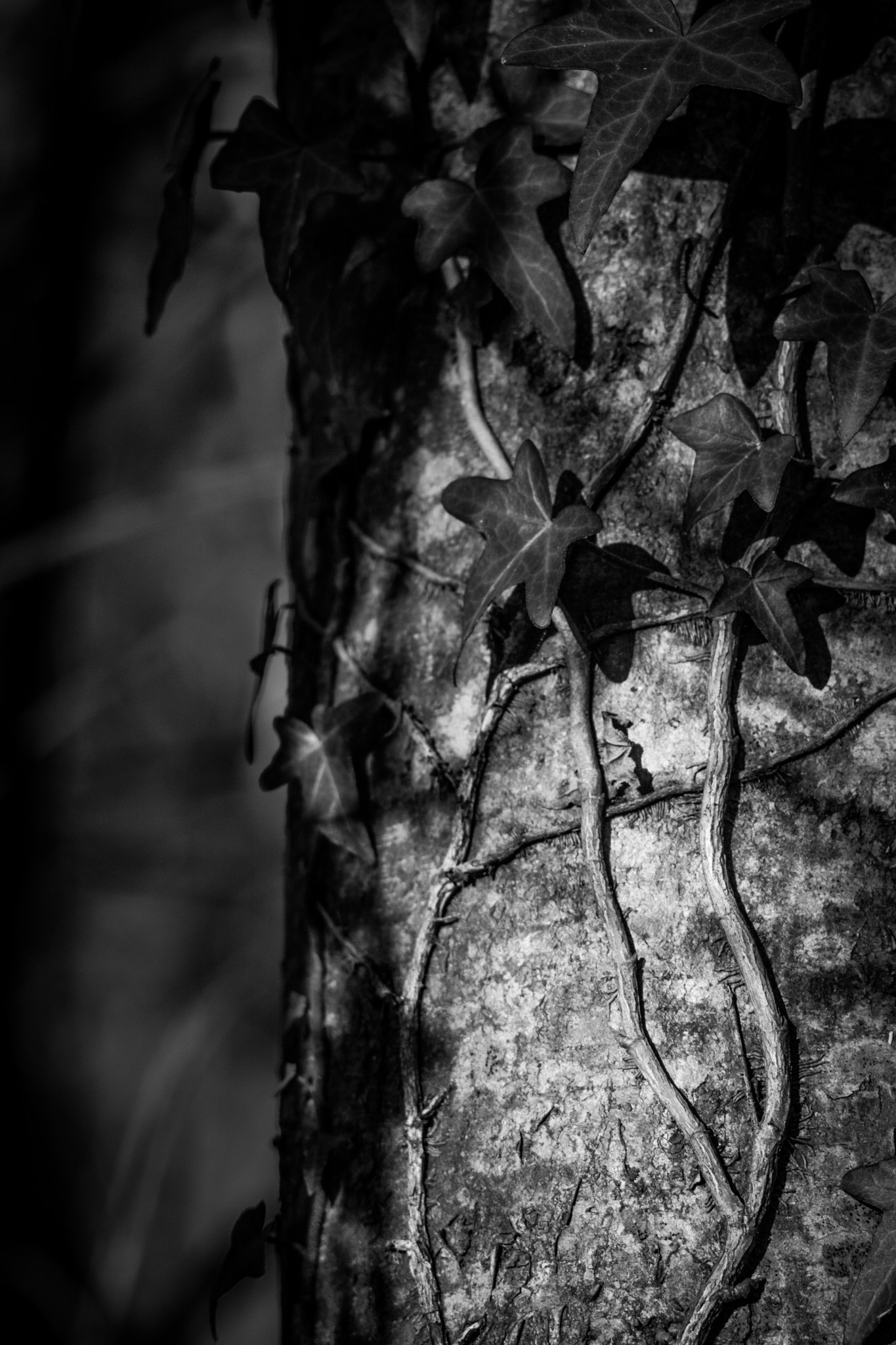 Canon EF 35-80mm f/4-5.6 sample photo. Ivy photography