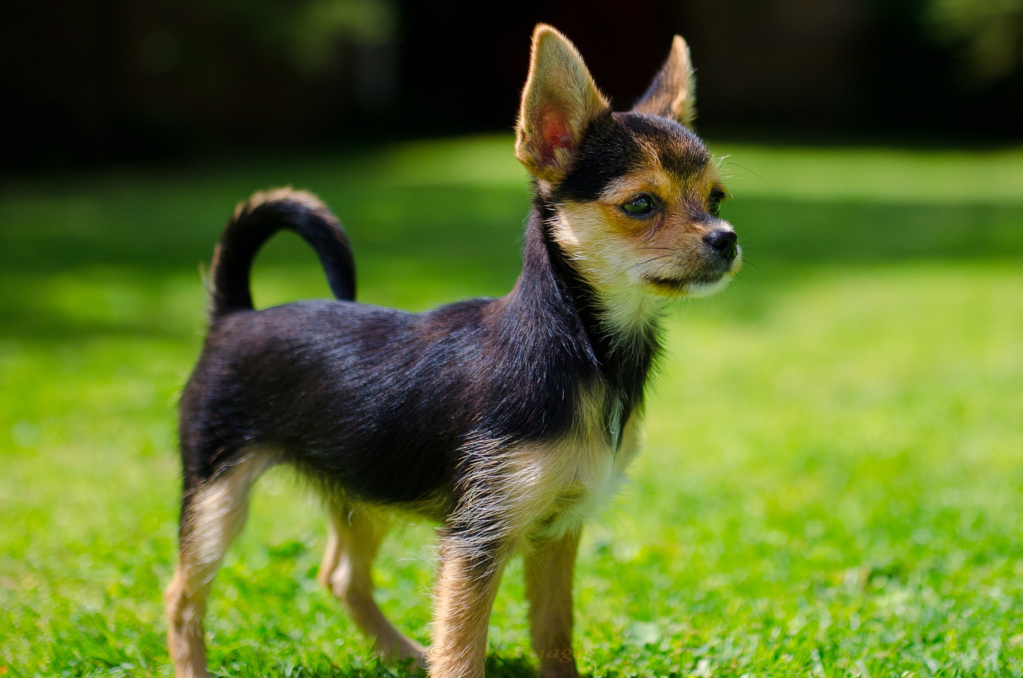 Nikon D7000 + Sigma 35mm F1.4 DG HSM Art sample photo. Coco the chorkie photography