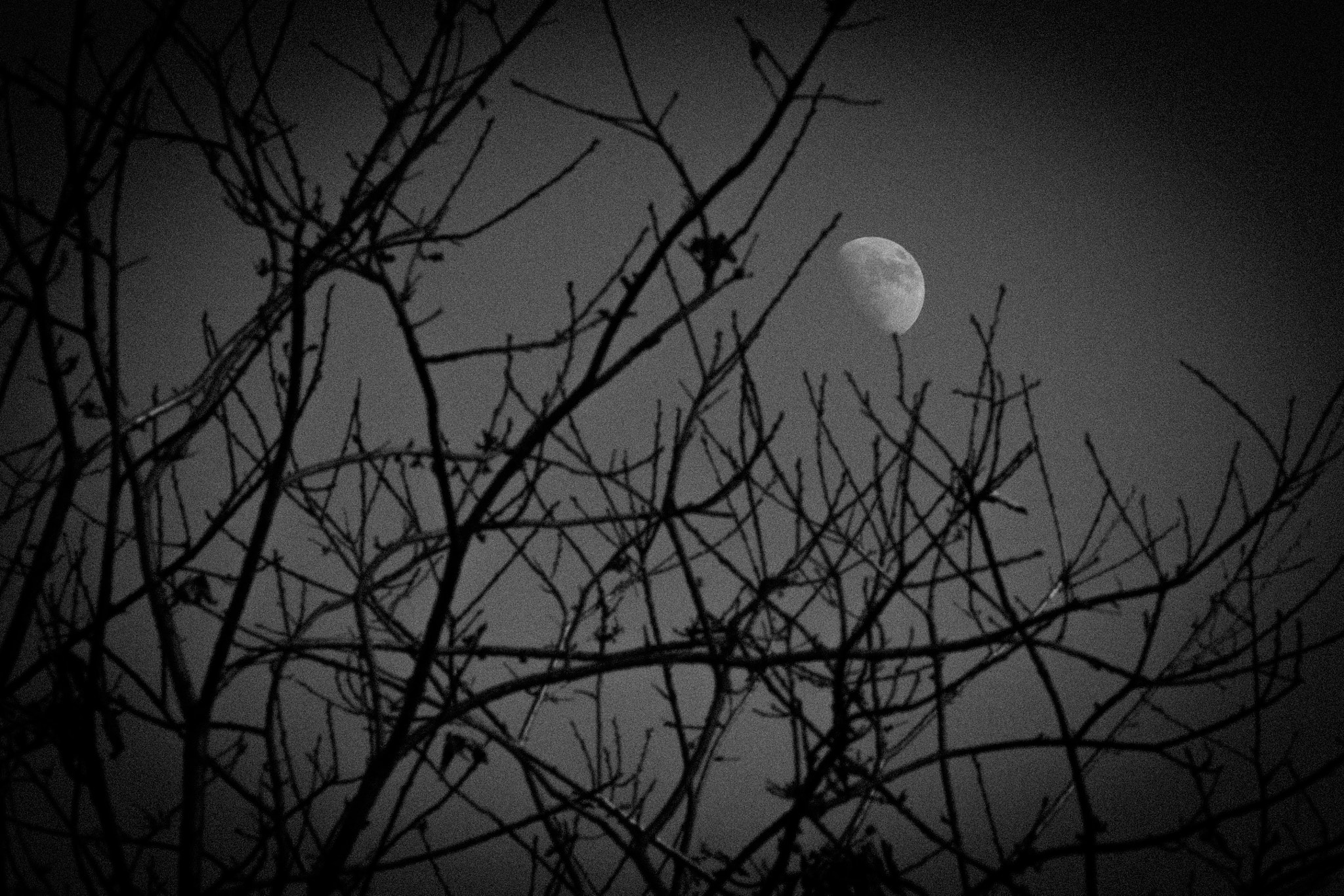 Canon EOS 750D (EOS Rebel T6i / EOS Kiss X8i) + Canon EF 35-80mm f/4-5.6 sample photo. Moon's branches photography