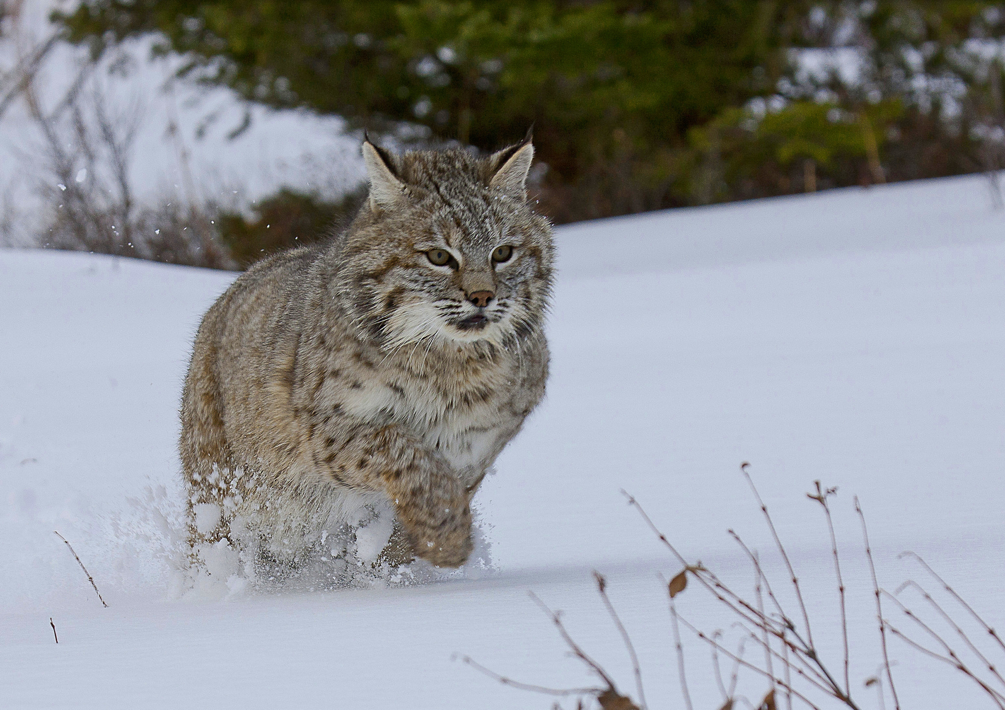 Canon EOS-1Ds Mark III sample photo. Bobcat photography