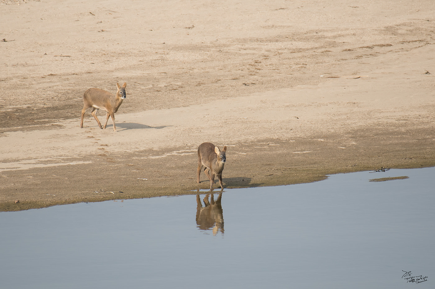 Nikon AF-S Nikkor 200-500mm F5.6E ED VR sample photo. Water deer photography
