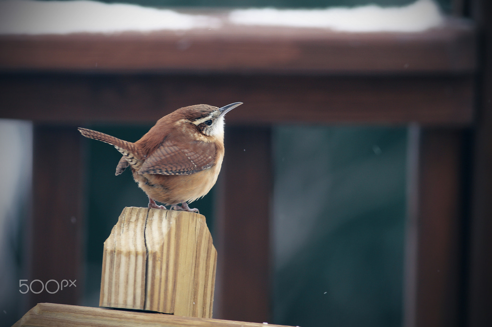 Canon EOS 6D + Canon EF 400mm F5.6L USM sample photo. Carolina wren photography