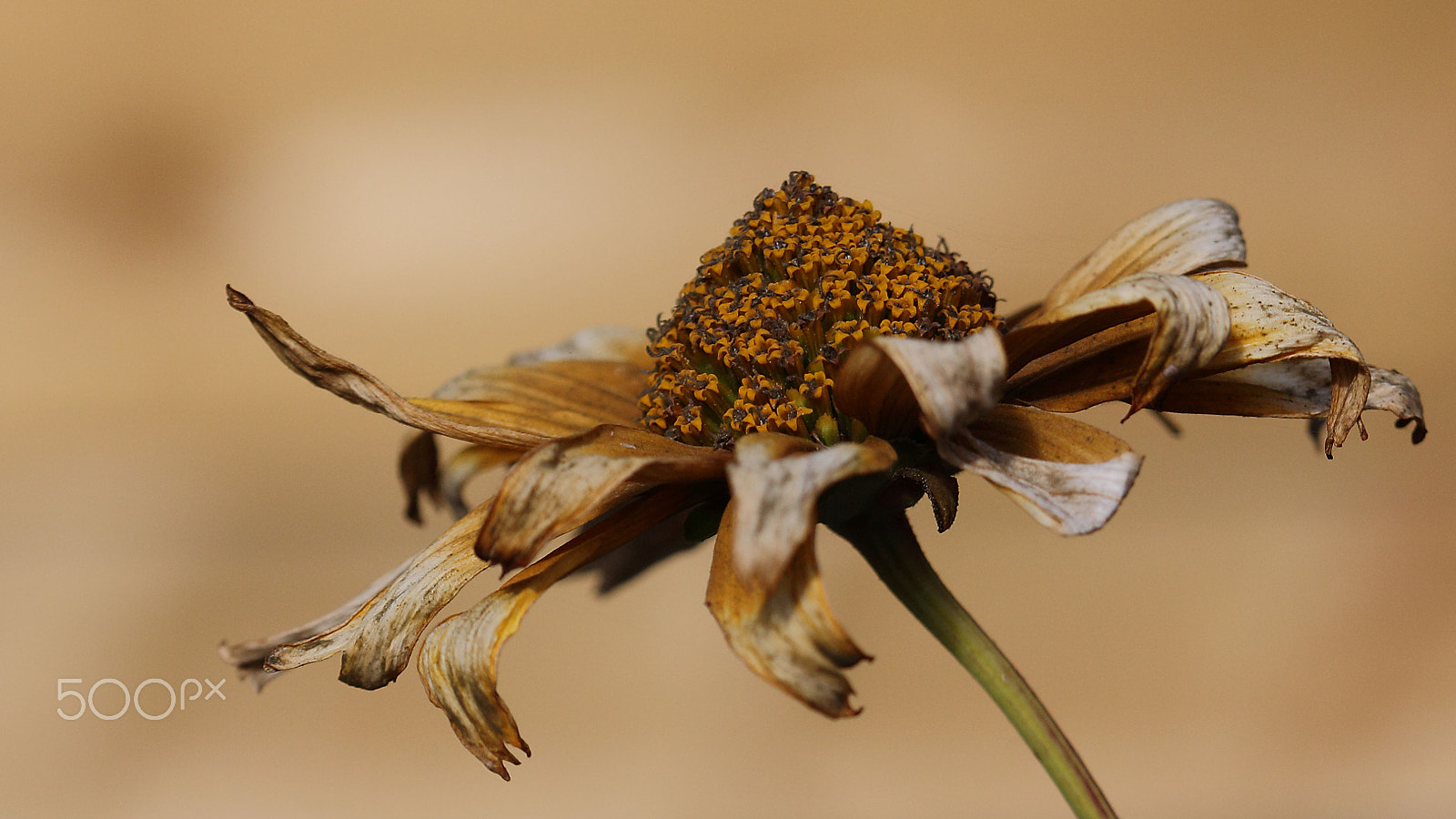 Canon EOS 60D + Canon EF 100mm F2.8 Macro USM sample photo. Autumn photography