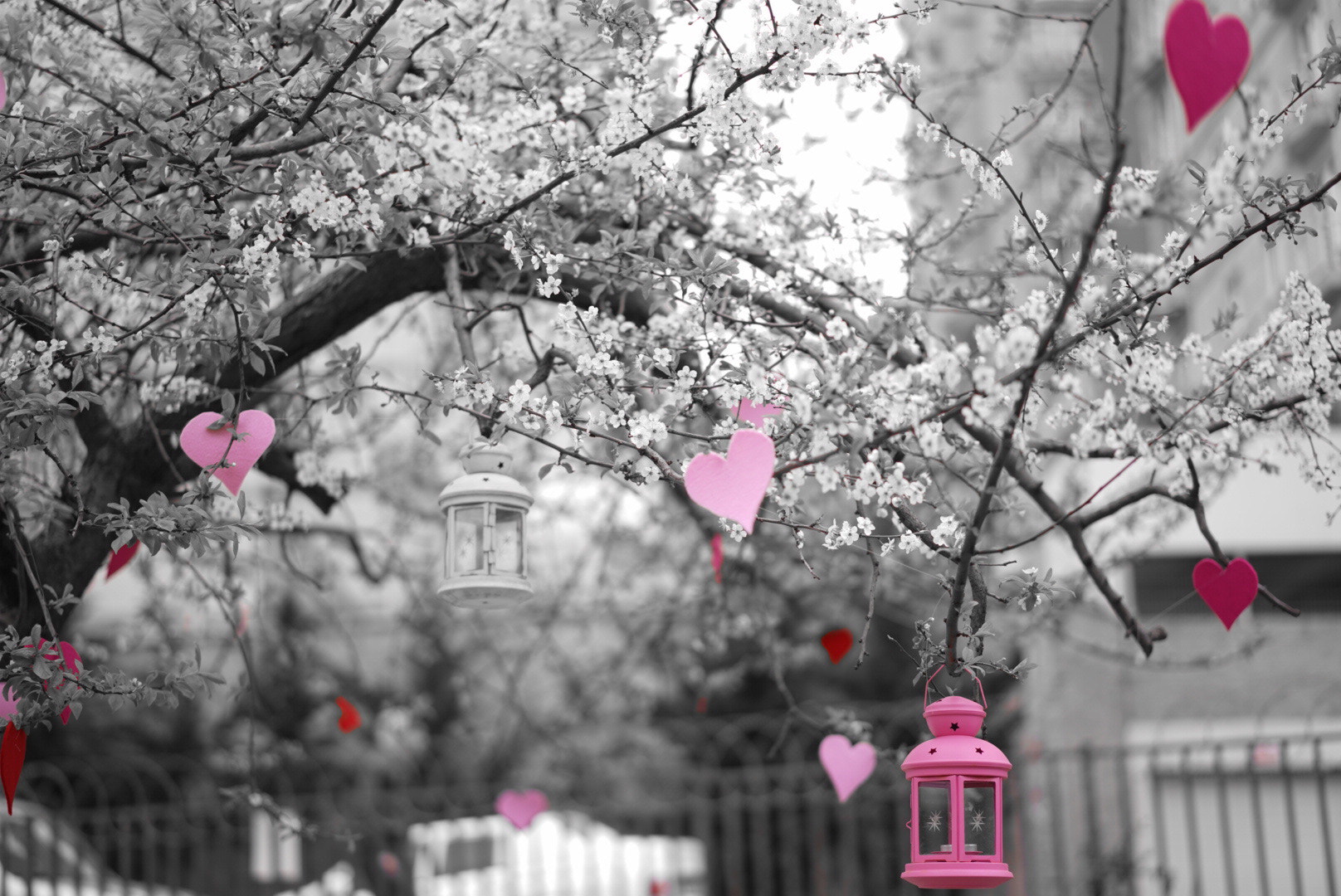 Sony a7R + Sony Sonnar T* FE 55mm F1.8 ZA sample photo. Spring photography