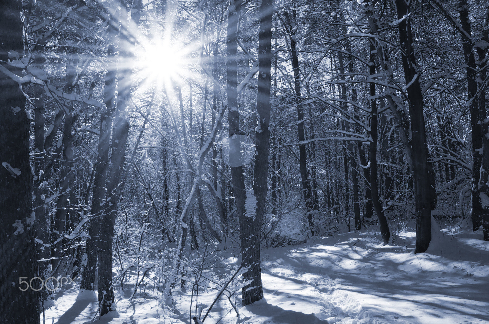 Sony SLT-A37 sample photo. Winter sun in the park photography