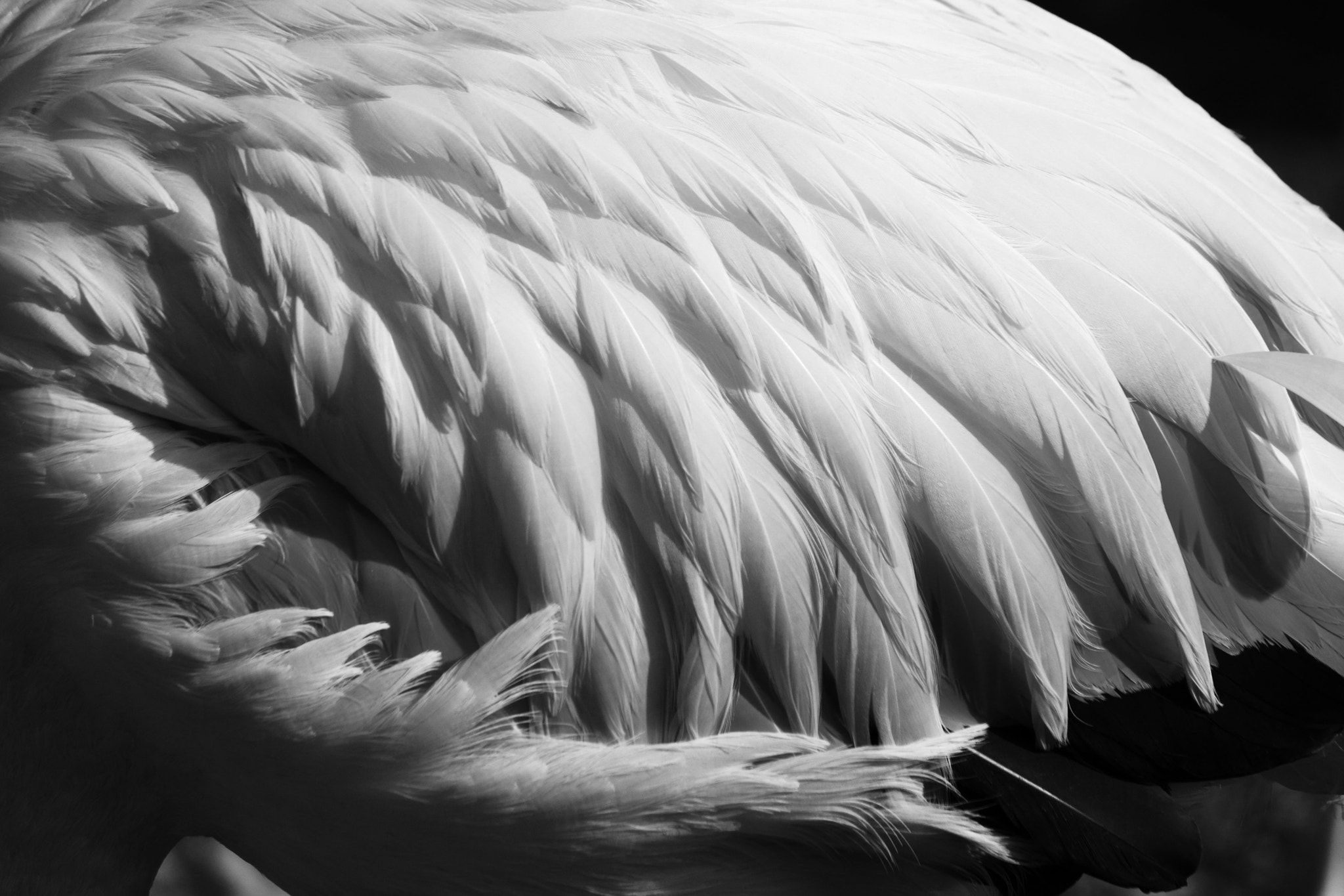 Canon EF-S 55-250mm F4-5.6 IS II sample photo. Feathers photography