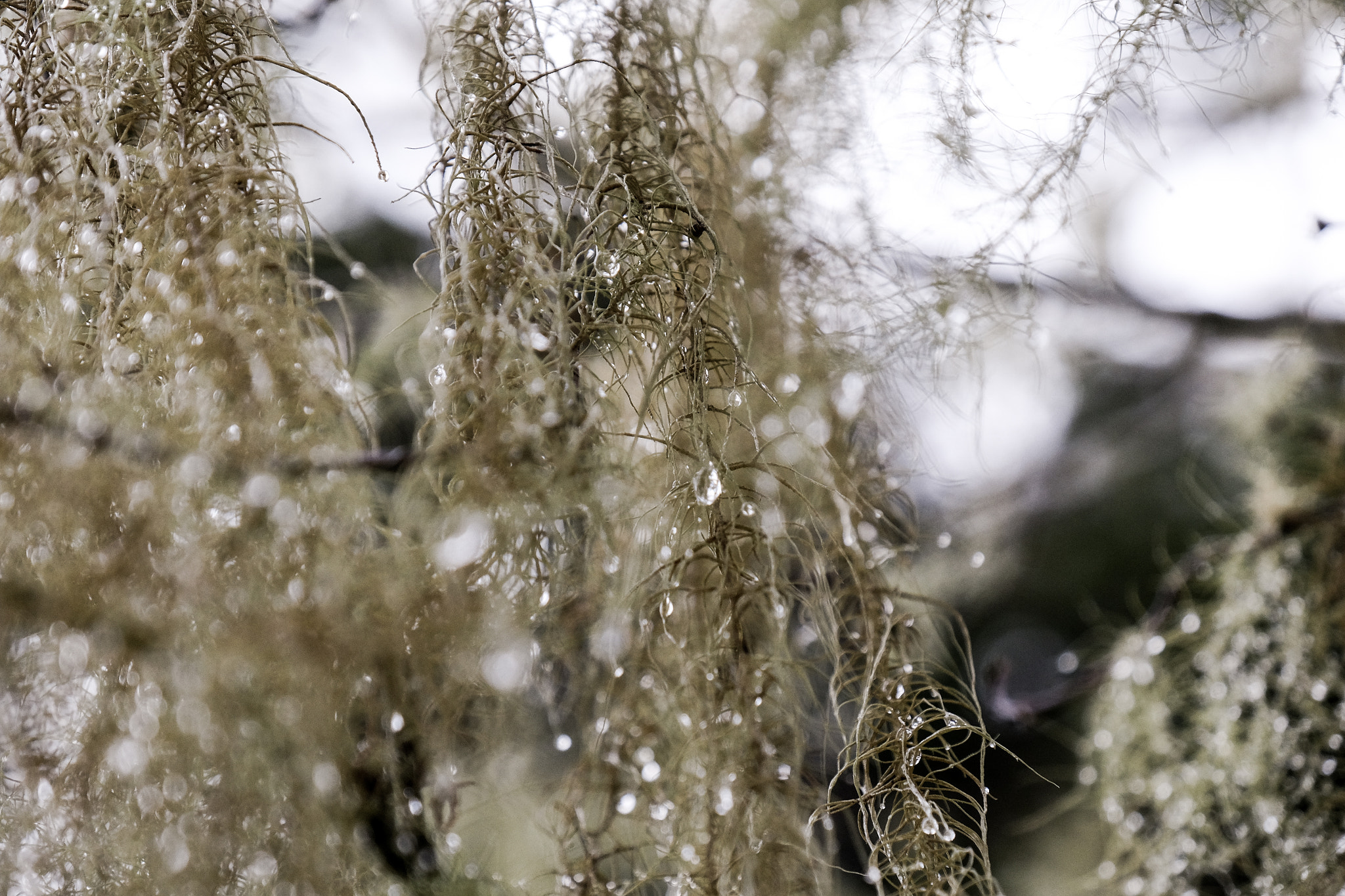 Fujifilm X-T10 + Fujifilm XF 18-135mm F3.5-5.6 R LM OIS WR sample photo. Winter olympic hanging moss droplets photography