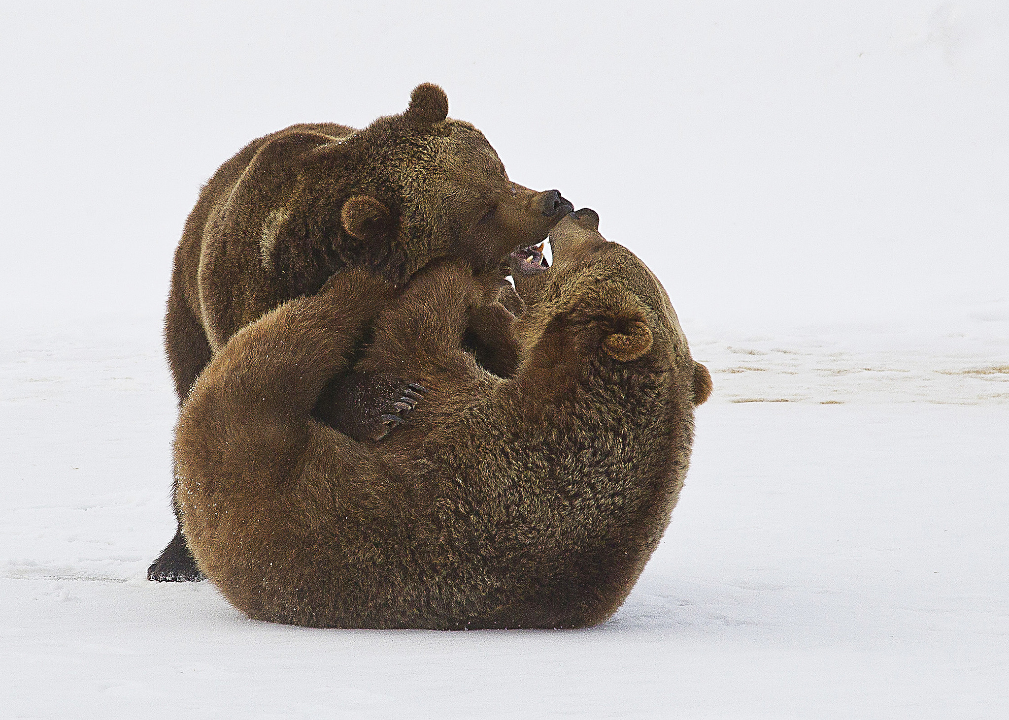 Canon EOS-1D Mark IV sample photo. Grizzly playtime photography