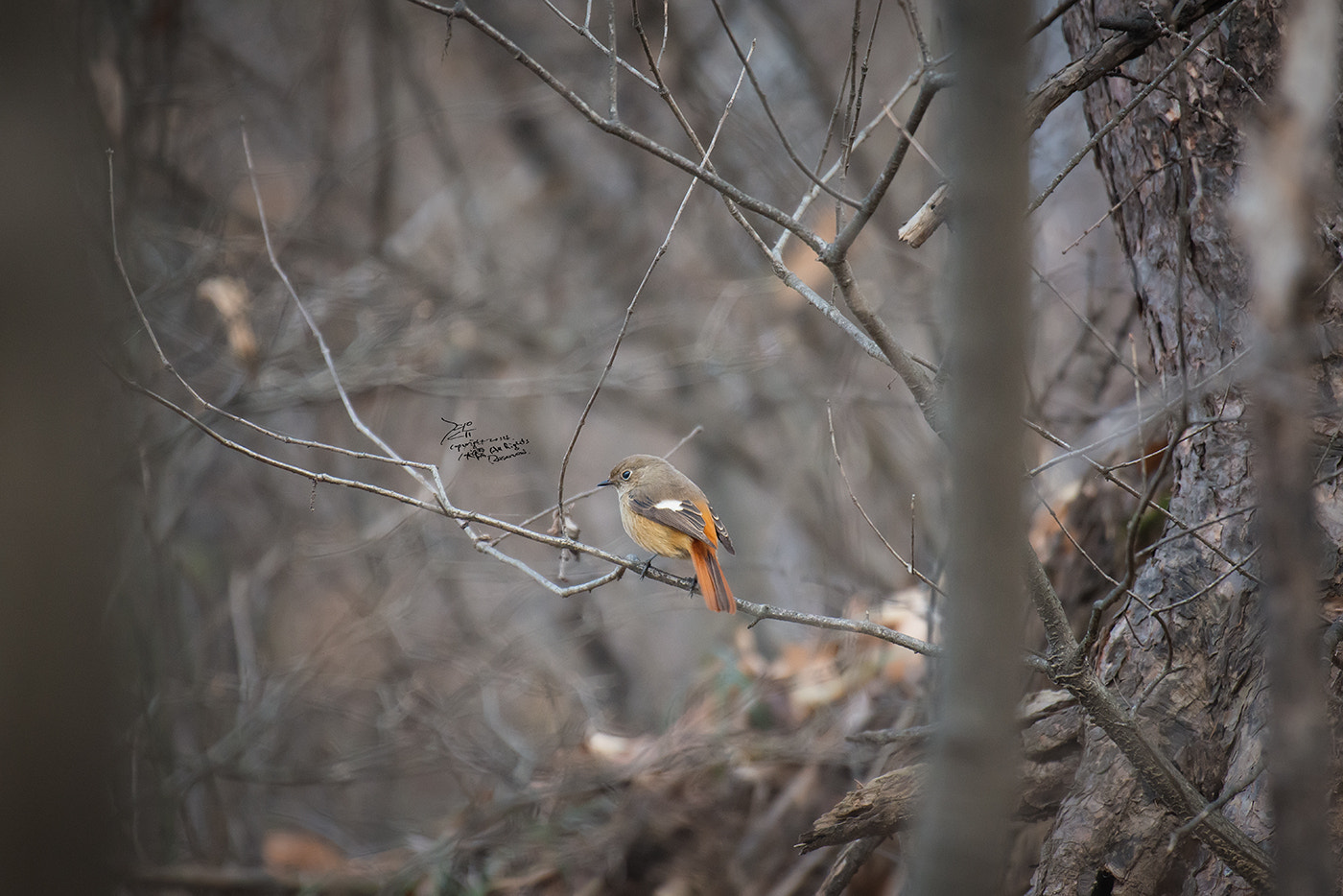 Nikon AF-S Nikkor 200-500mm F5.6E ED VR sample photo. Daurian redstart photography