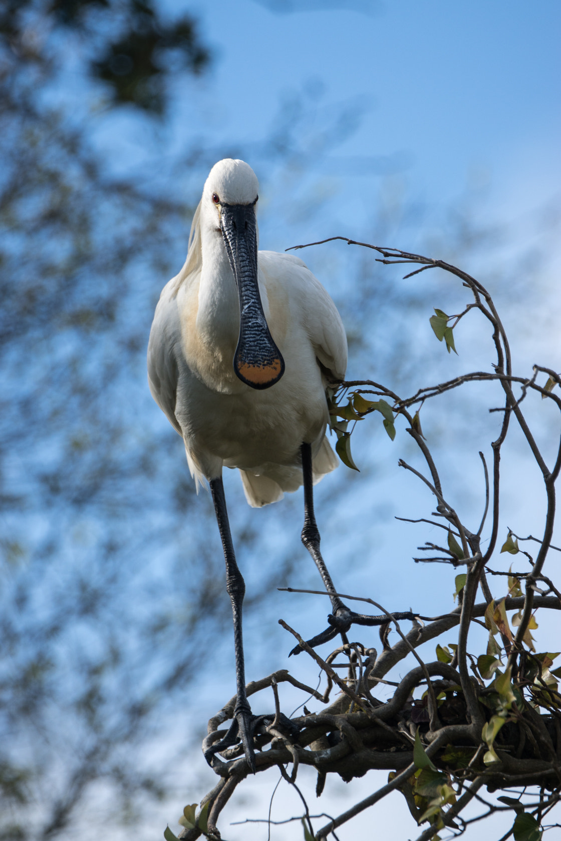 Sony 70-400mm F4-5.6 G SSM II sample photo. Eurasian spoonbill, spring 2016 photography