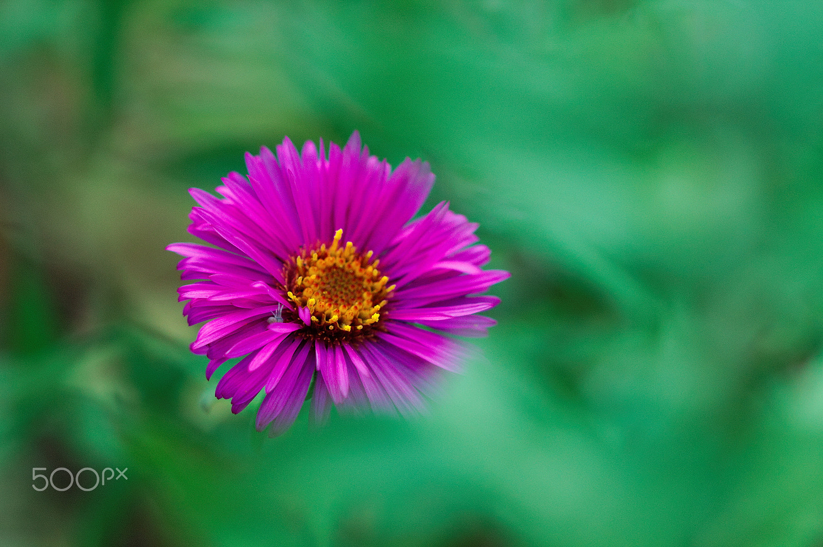 Canon EF 100mm F2.8 Macro USM sample photo. Pink flower photography