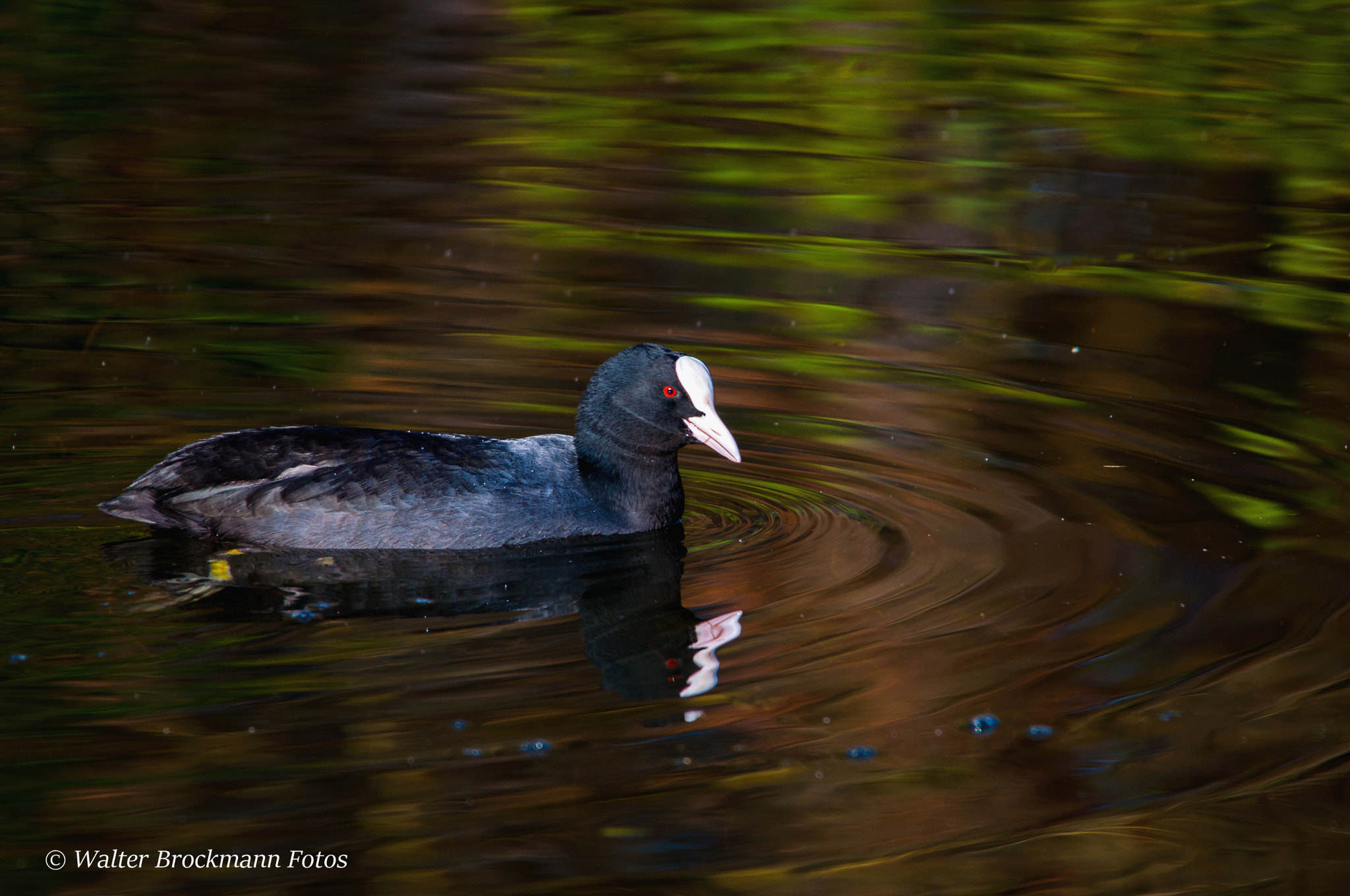 Sigma 150-500mm F5-6.3 DG OS HSM sample photo. Wasservögel/waterbyrds photography