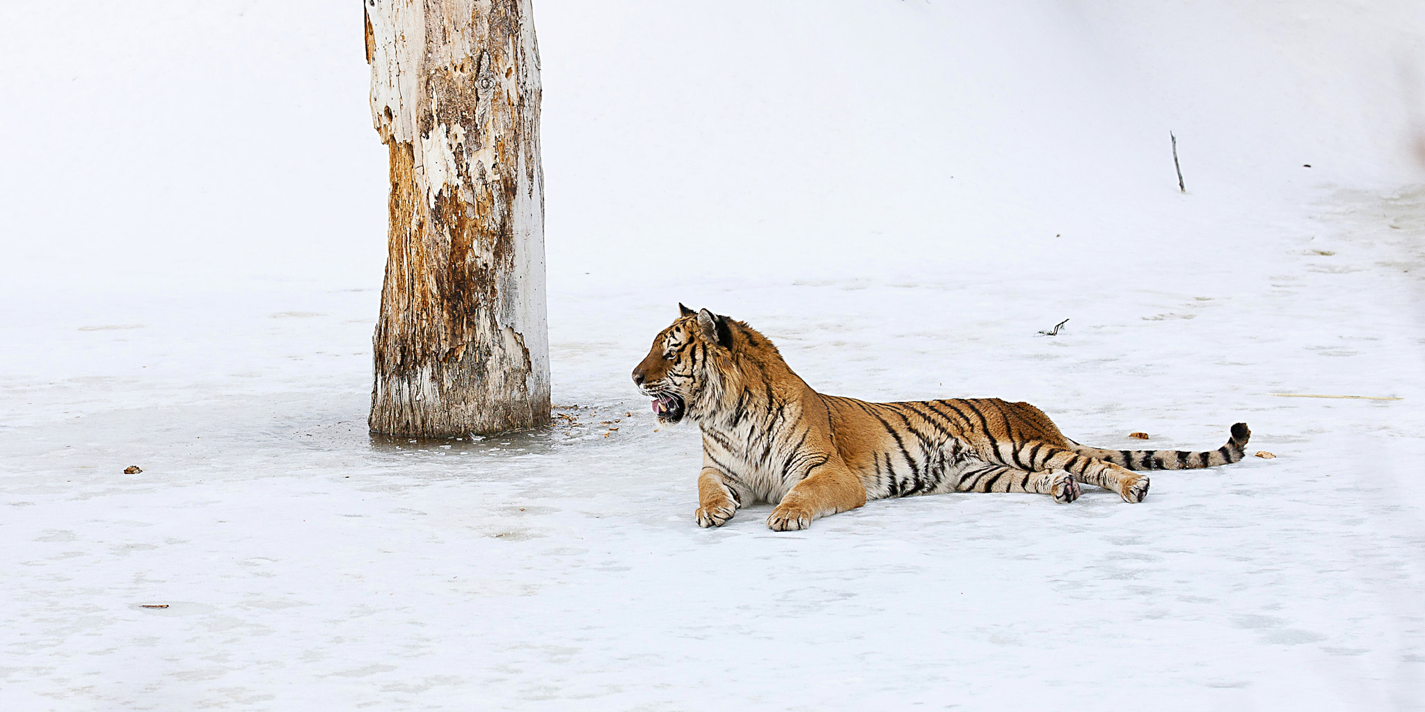 Canon EOS-1Ds Mark III + Canon EF 70-200mm F2.8L IS II USM sample photo. Siberian tiger photography