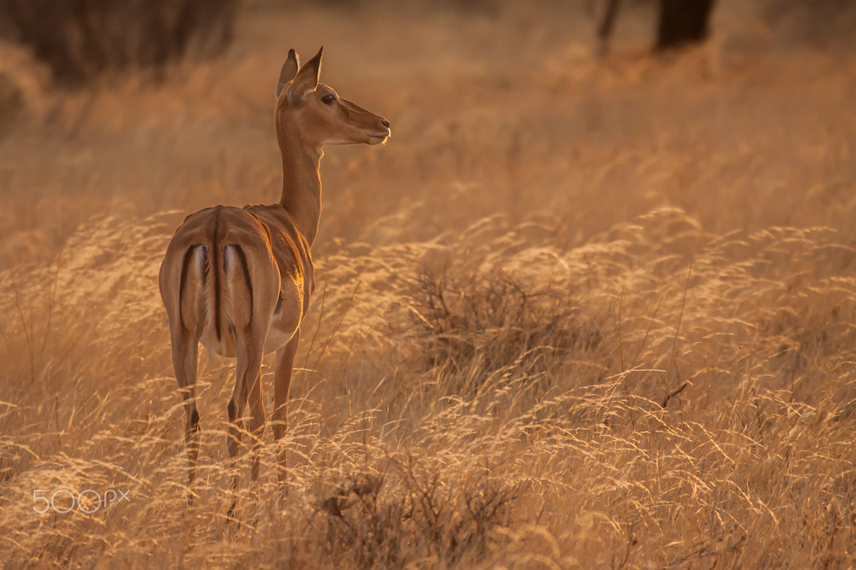 Canon EF 100-400mm F4.5-5.6L IS USM sample photo. Impala photography