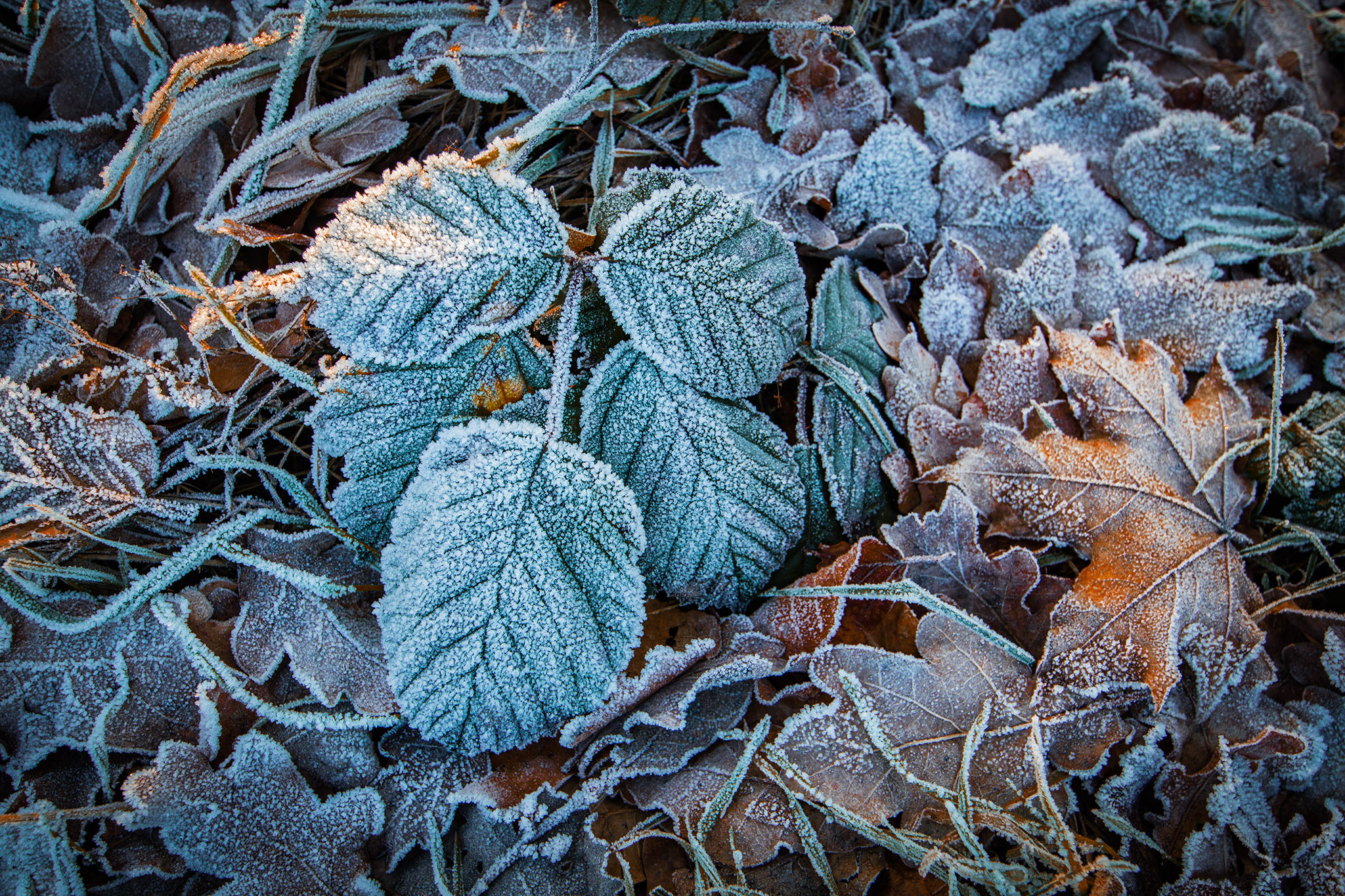 Canon EF 300mm f/2.8L sample photo. Frozen leaves photography