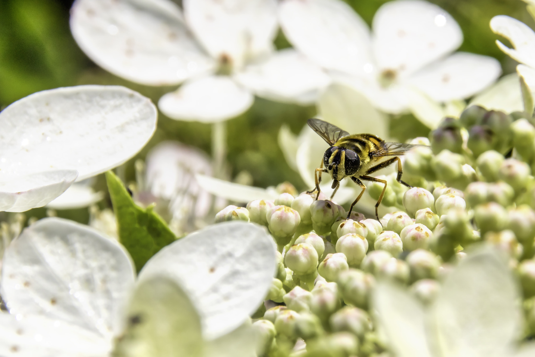 Sigma 18-250mm F3.5-6.3 DC OS HSM sample photo. Hydrangea serrata photography