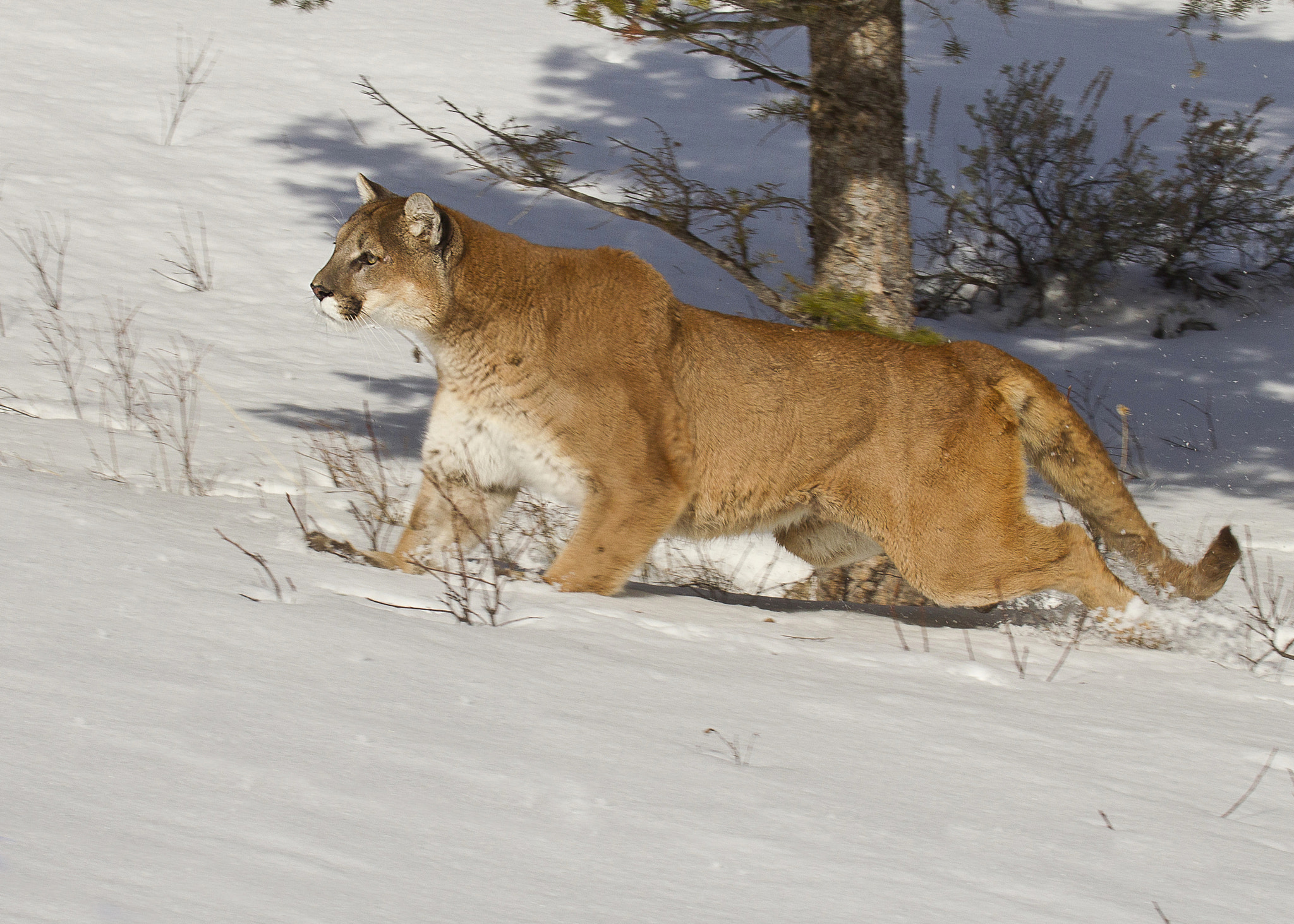 Canon EOS-1D Mark IV + Canon EF 100-400mm F4.5-5.6L IS USM sample photo. Mountain lion hunting photography